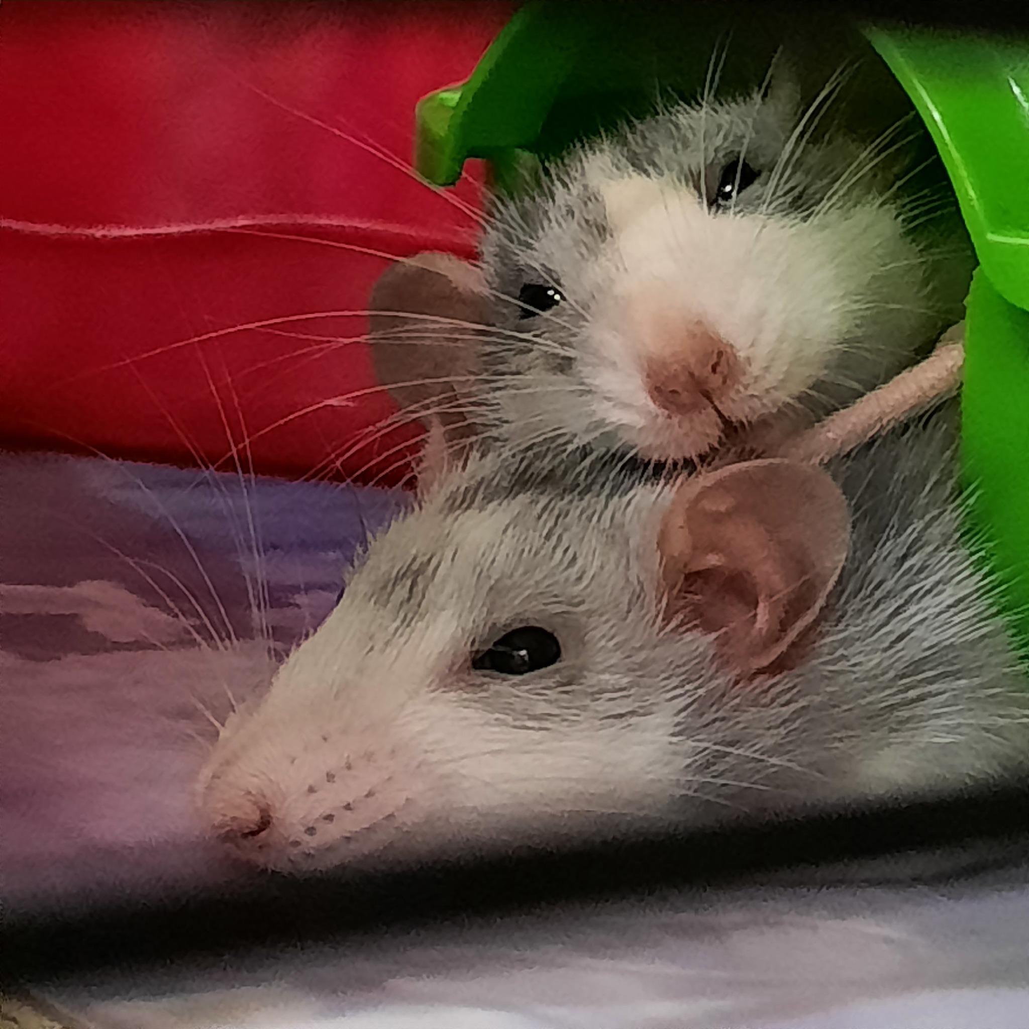 Important - My, Decorative rats, Pets, Milota