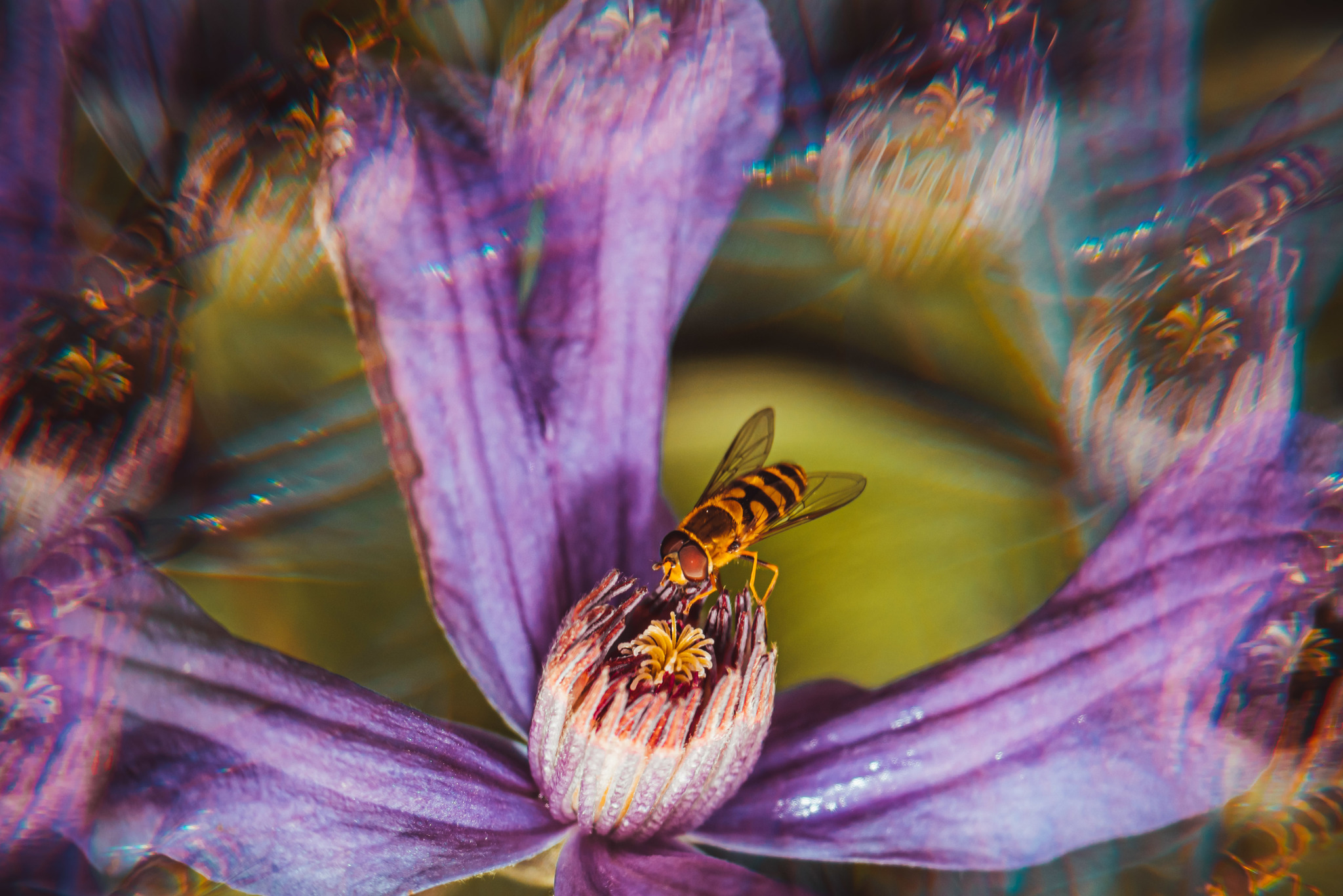 Experiments with a filter from Aliexpress - My, The photo, Macro photography, Insects, Муха, Wasp, Nature, Longpost