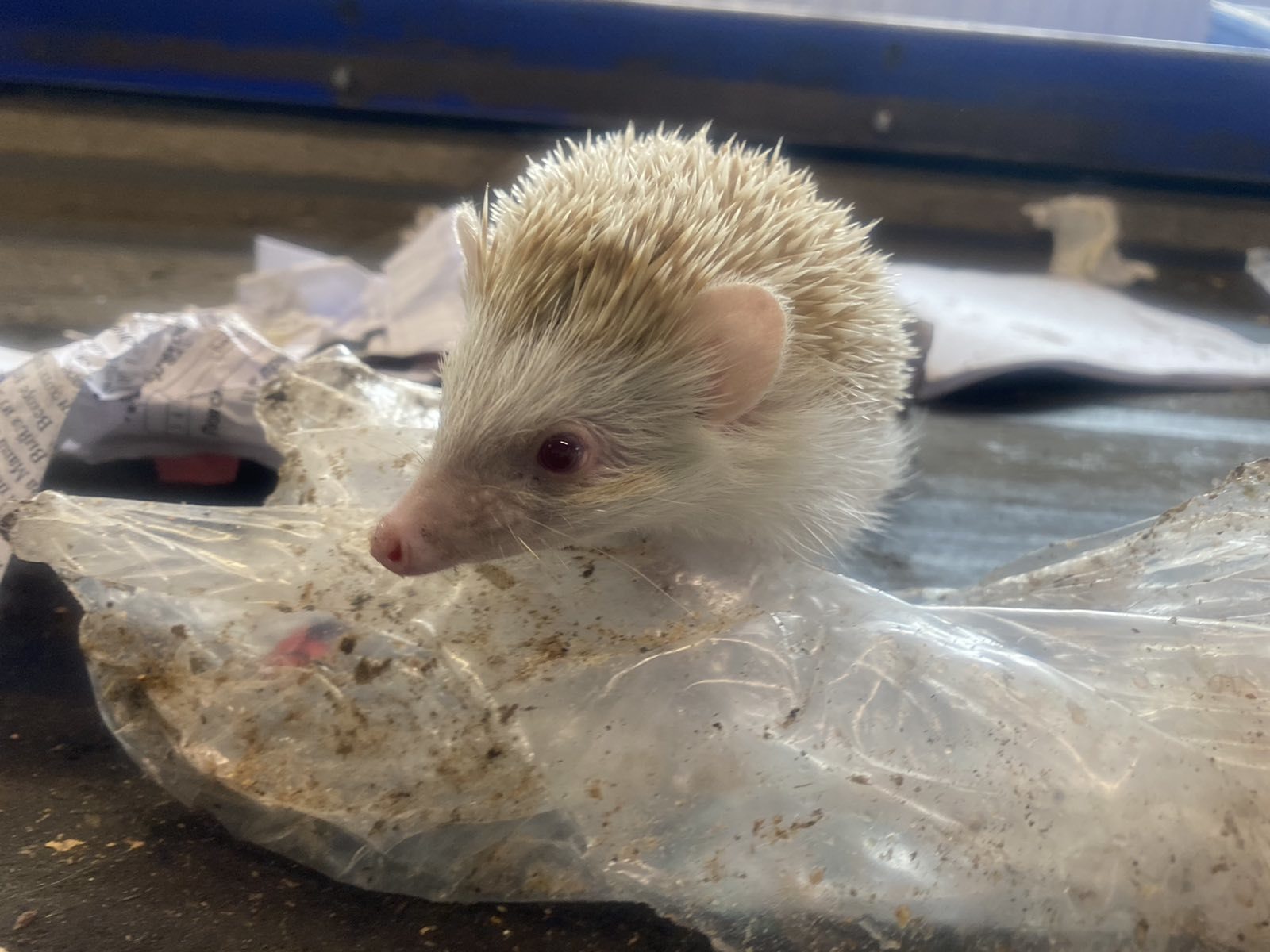 Hedgehog rescue - Milota, Positive, The rescue, Longpost, Hedgehog, African pygmy hedgehog