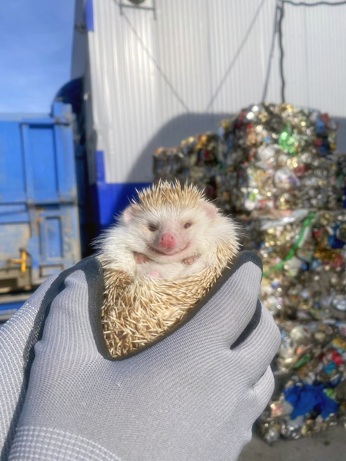 Hedgehog rescue - Milota, Positive, The rescue, Longpost, Hedgehog, African pygmy hedgehog