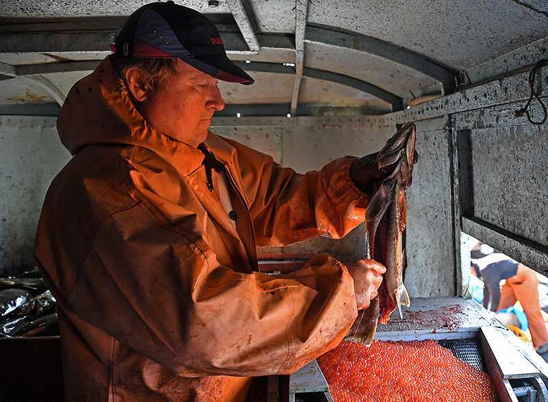 How coastal fishermen catch chum salmon to return new fry to the river - My, Fishing, Caviar, Salmon, Дальний Восток, A fish, Longpost