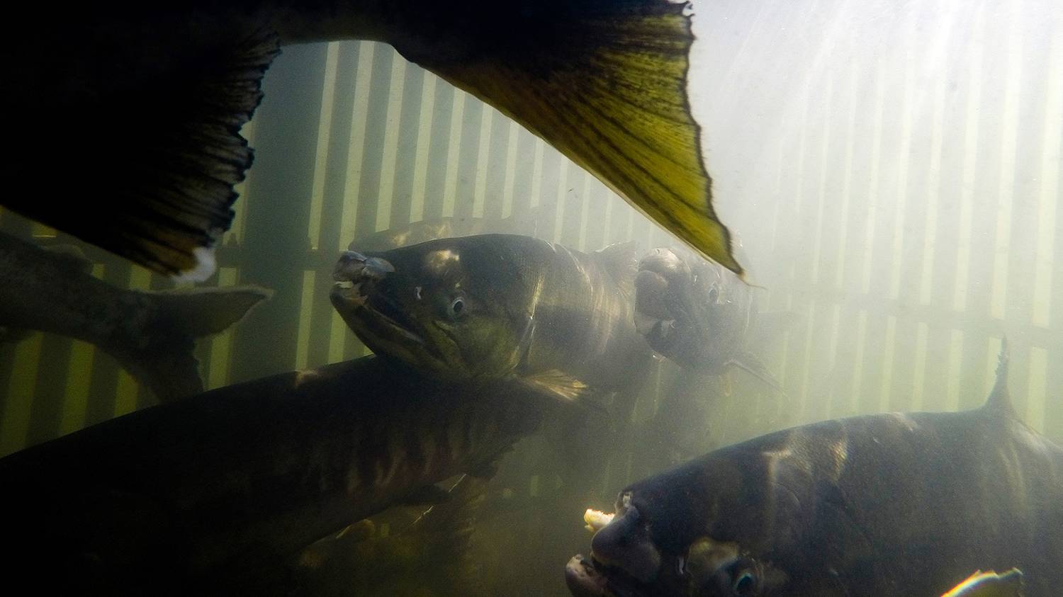 How coastal fishermen catch chum salmon to return new fry to the river - My, Fishing, Caviar, Salmon, Дальний Восток, A fish, Longpost