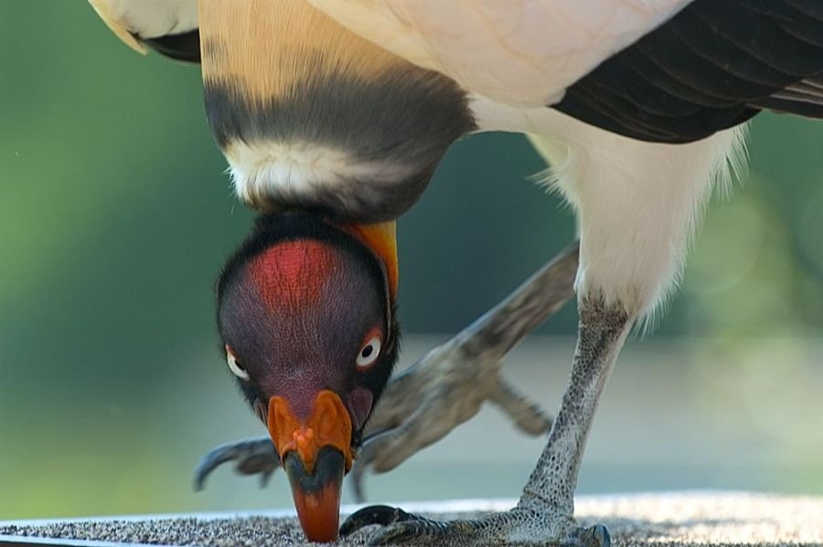 Feathered gluttons - Birds, Vulture, Scavengers, Coloring, USA, Nature, The national geographic, Longpost, Video