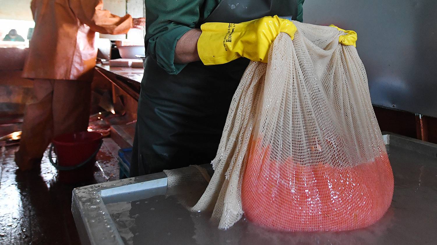 How coastal fishermen catch chum salmon to return new fry to the river - My, Fishing, Caviar, Salmon, Дальний Восток, A fish, Longpost