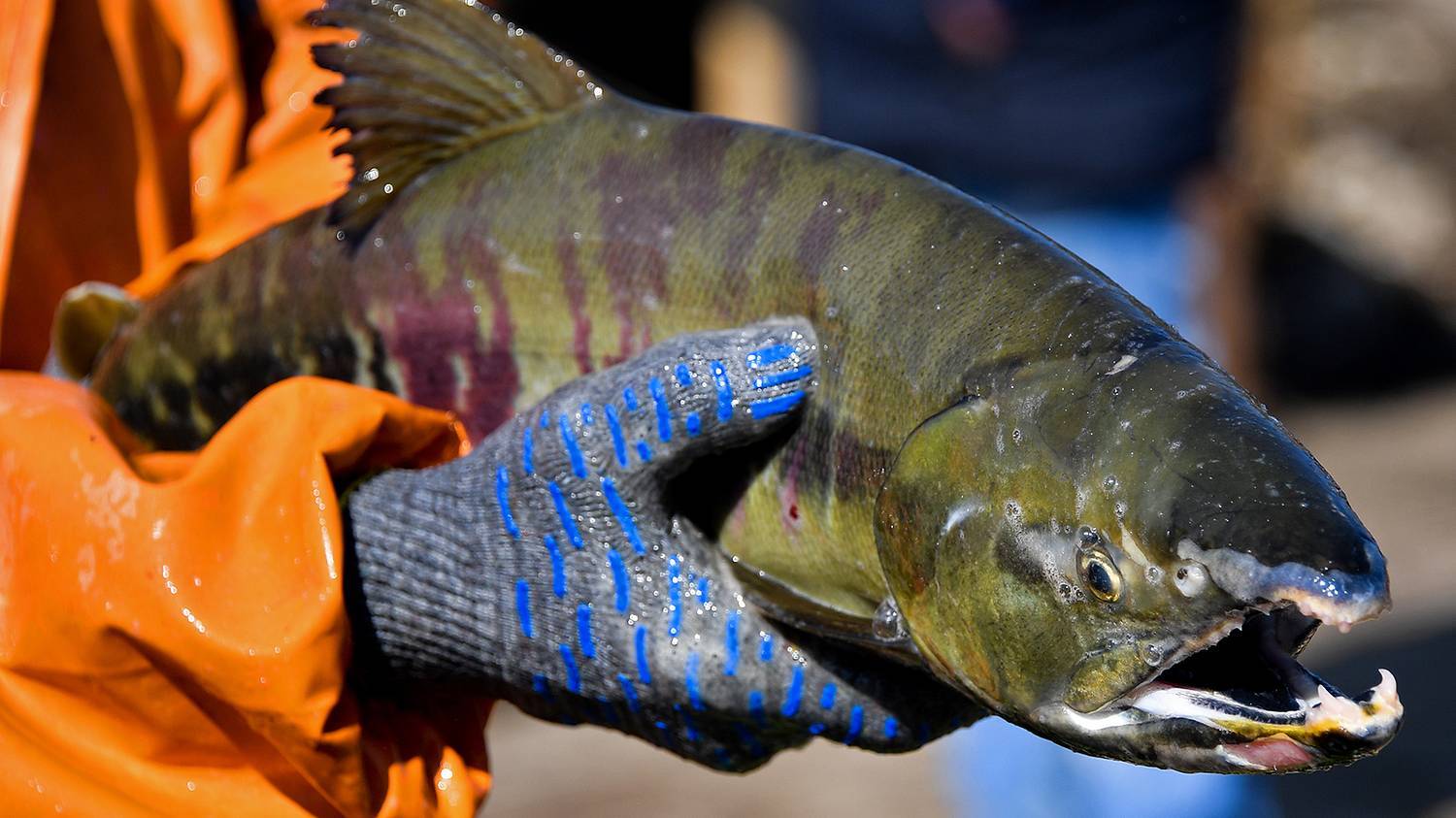 How coastal fishermen catch chum salmon to return new fry to the river - My, Fishing, Caviar, Salmon, Дальний Восток, A fish, Longpost