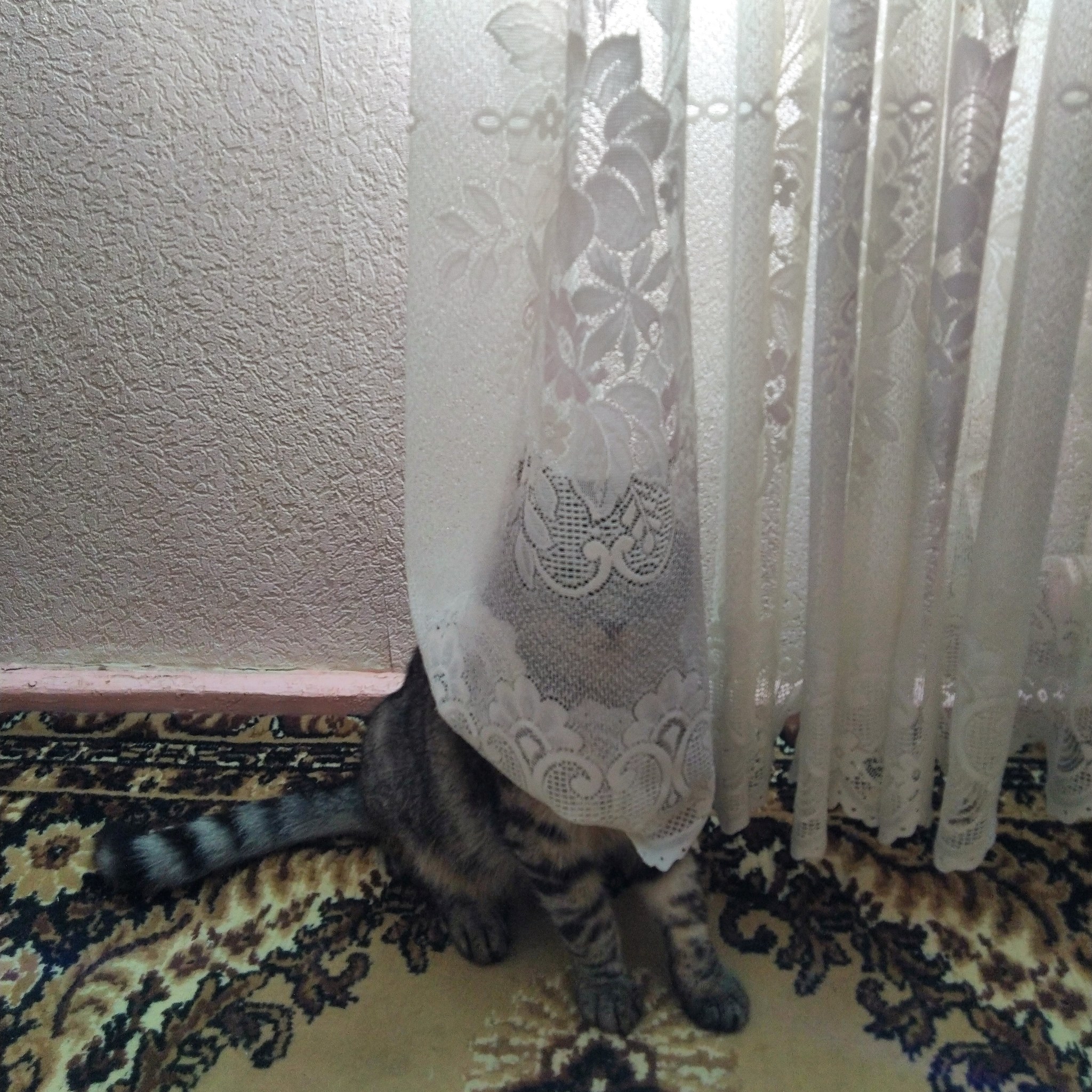 Reply to the post “My new friend named Batman” - My, cat, Batman, Carpet, Reply to post