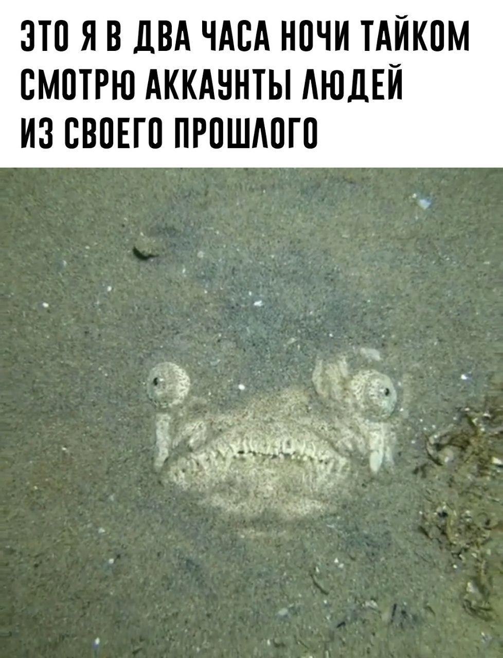 How are you doing - Ocean, Account, A fish, Picture with text