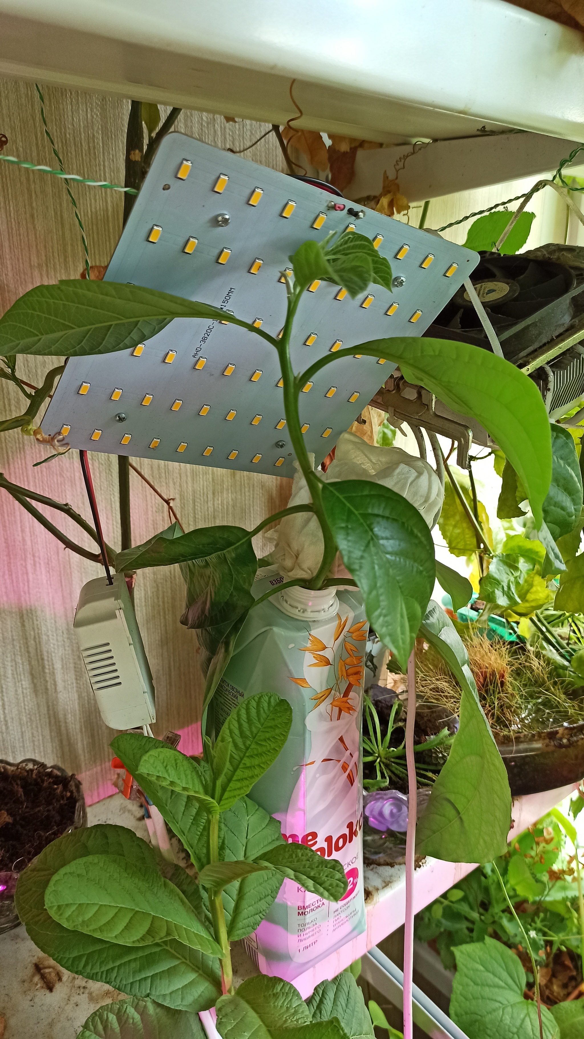 Reply to the post “I’m a little carried away by indoor plants...” - My, Balcony, Plants, Greenhouse, Passion fruit, Papaya, Garden, Hobby, Reply to post, Longpost