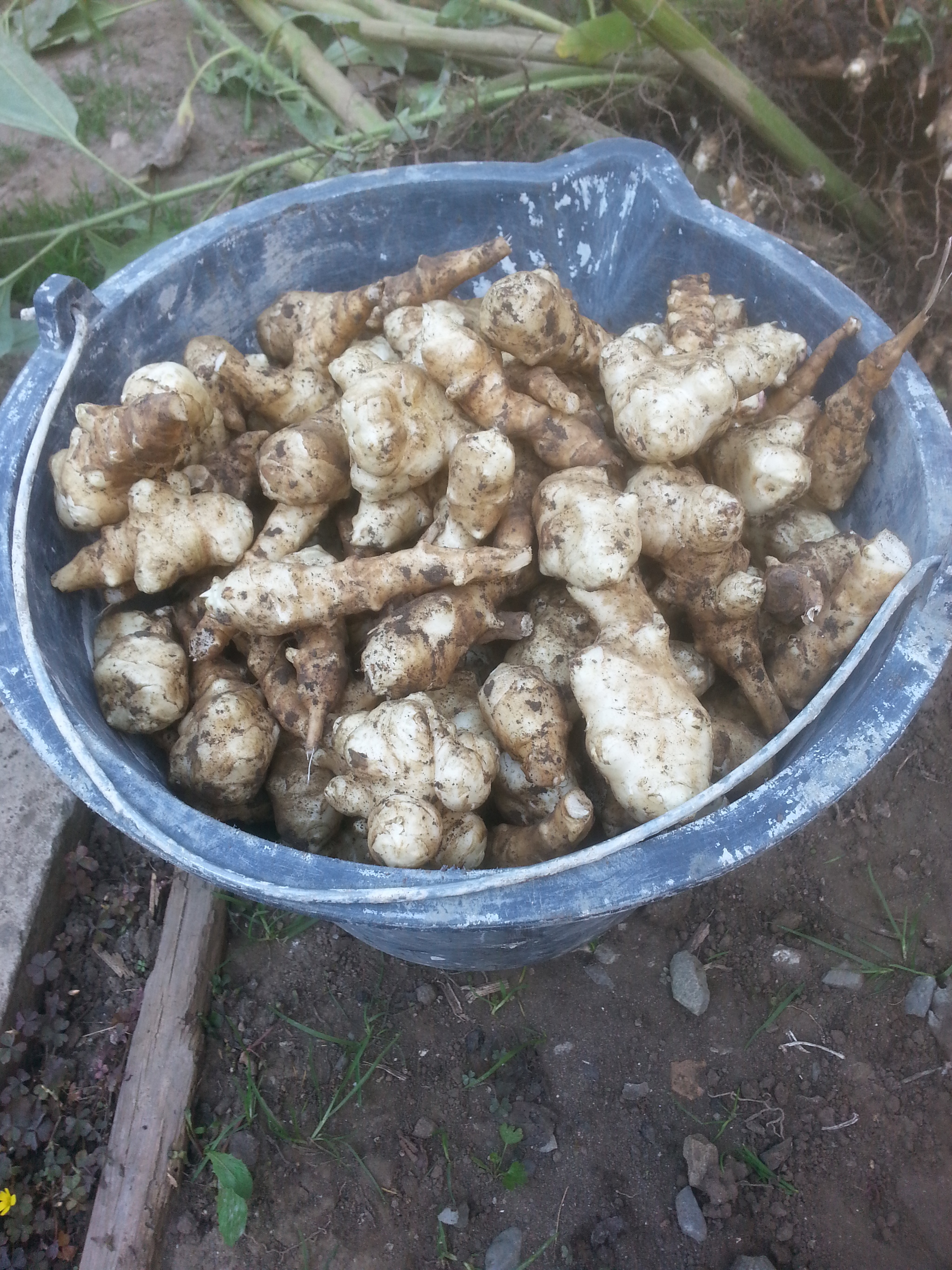 Jerusalem artichoke passes the quarter! - My, Jerusalem artichoke, Sweet potato, Vegetables, Bones, Paws, It seemed, Longpost