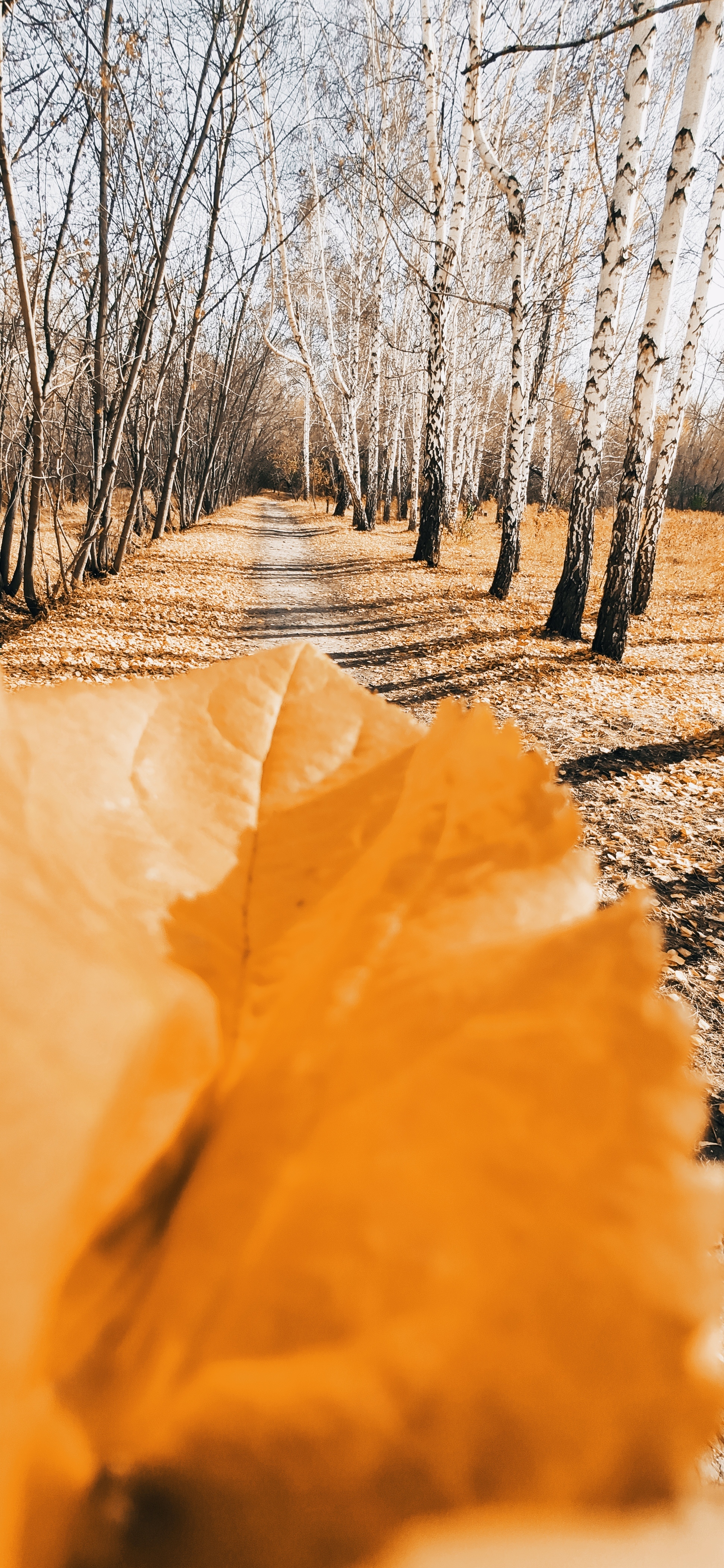 Autumn trail - Autumn, Narrow trail, Nature, Longpost