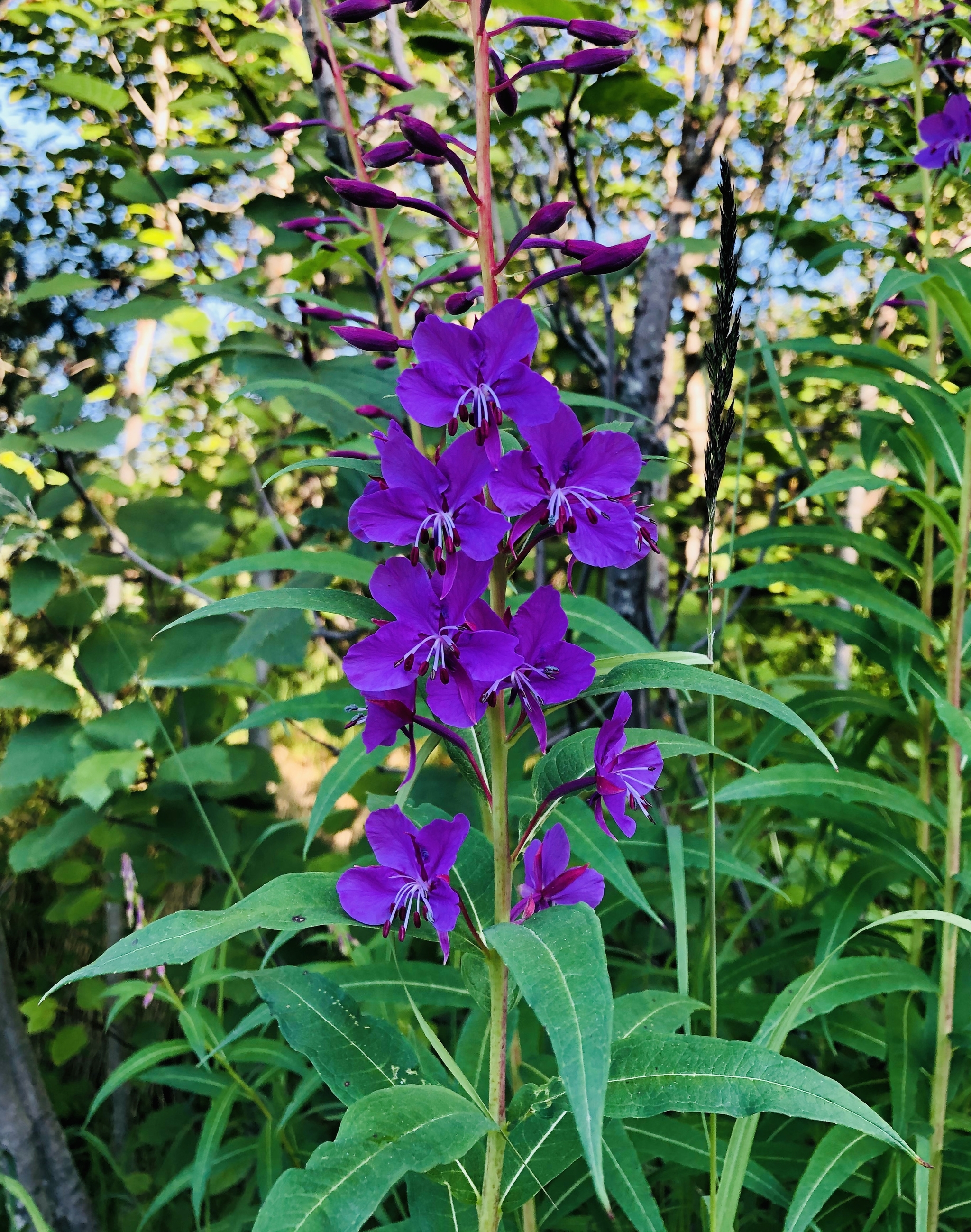 blooming Sally - My, Blooming Sally, Endemic, What kind of plant, Flowers