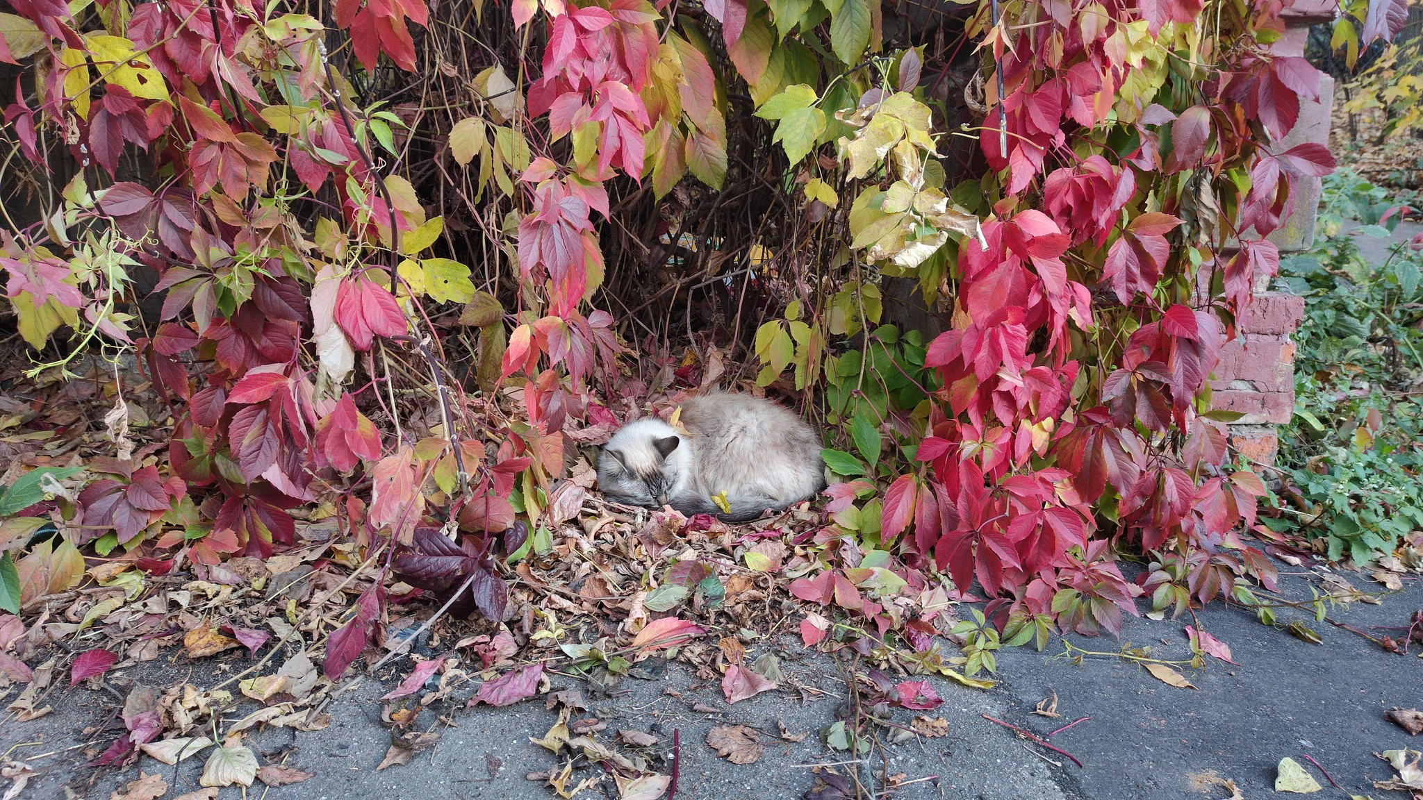 Autumn cat - My, cat, Autumn, Podolsk, Autumn leaves