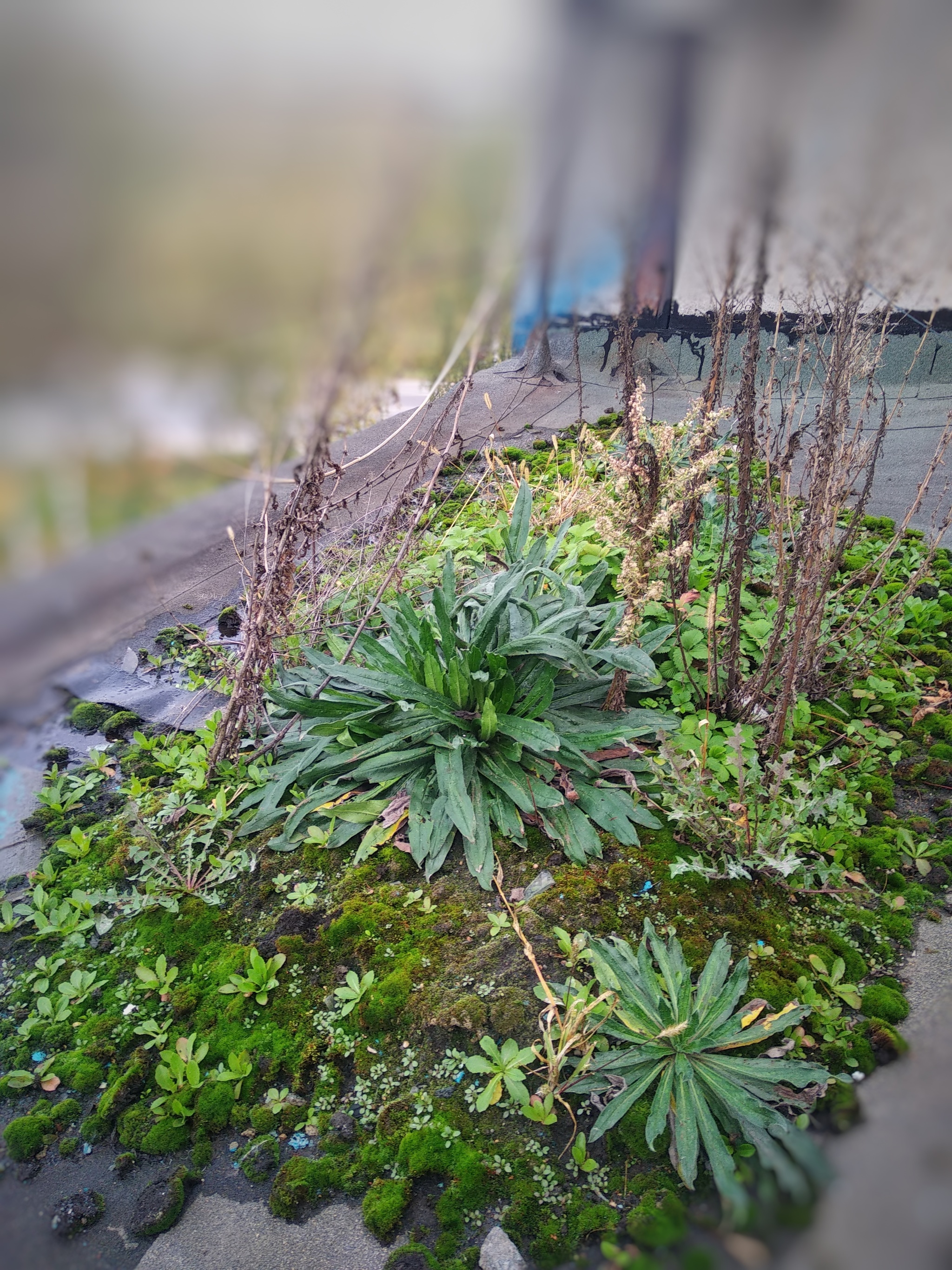 Living roof - My, Nature, Roof, Thoughts, Factory, Philosophy, Moss, Longpost