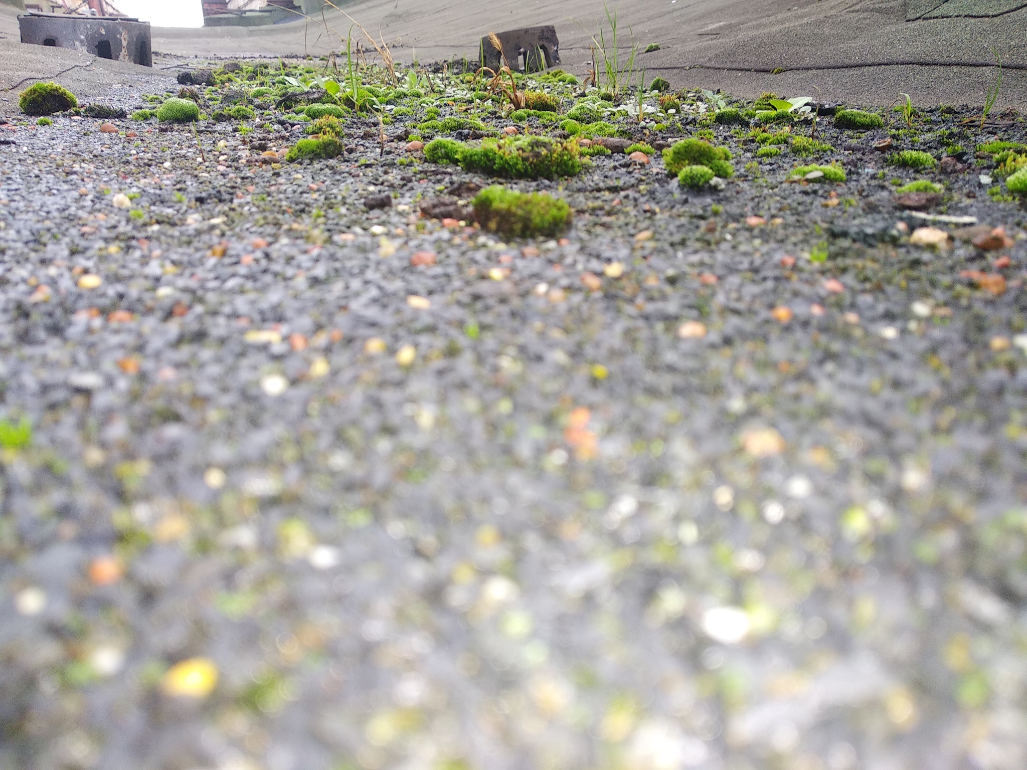 Living roof - My, Nature, Roof, Thoughts, Factory, Philosophy, Moss, Longpost