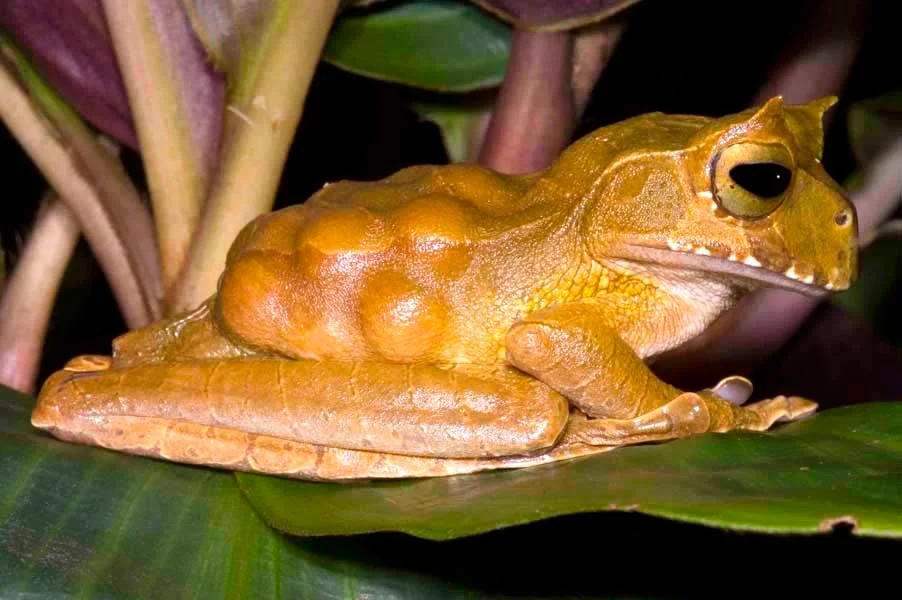 Hemiphractids: Chernobyl monsters are resting, or how other frogs grow from frogs - Frogs, Nature, Longpost, Trypophobia, Yandex Zen