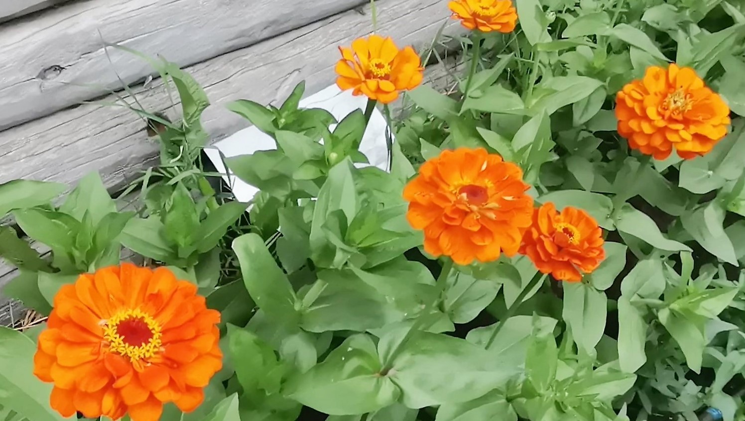 ZINNIAS AS SIZE OF YOUR PALM! BRIGHT BEAUTY IN YOUR GARDEN! - My, Zinnia, Garden, Bloom, Flowers, Overview, Video, Longpost