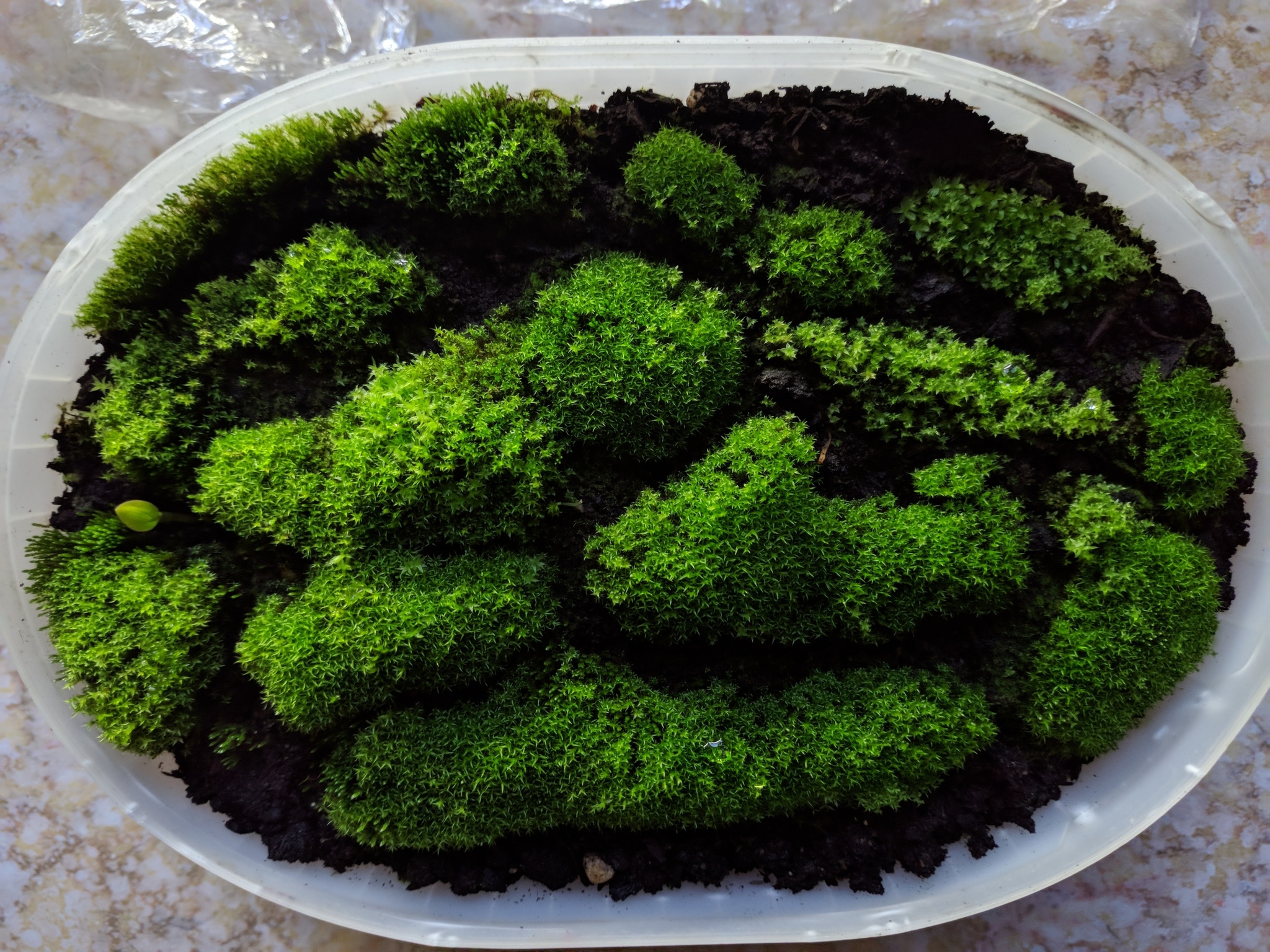 Growing outdoor moss indoors - My, Moss, Unusual, Biology, Live, Greenery, Nature, Botany, Longpost