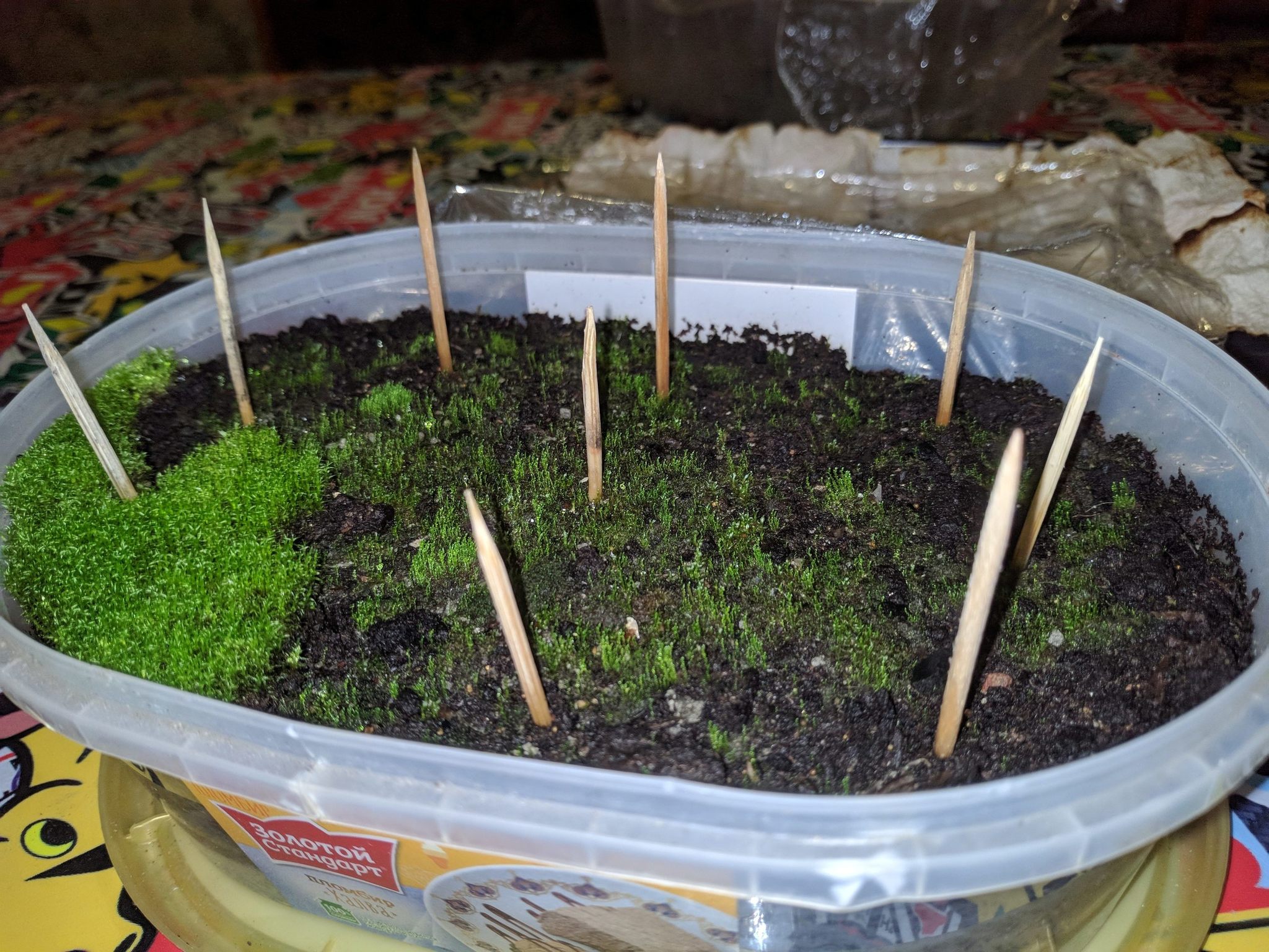 Growing outdoor moss indoors - My, Moss, Unusual, Biology, Live, Greenery, Nature, Botany, Longpost