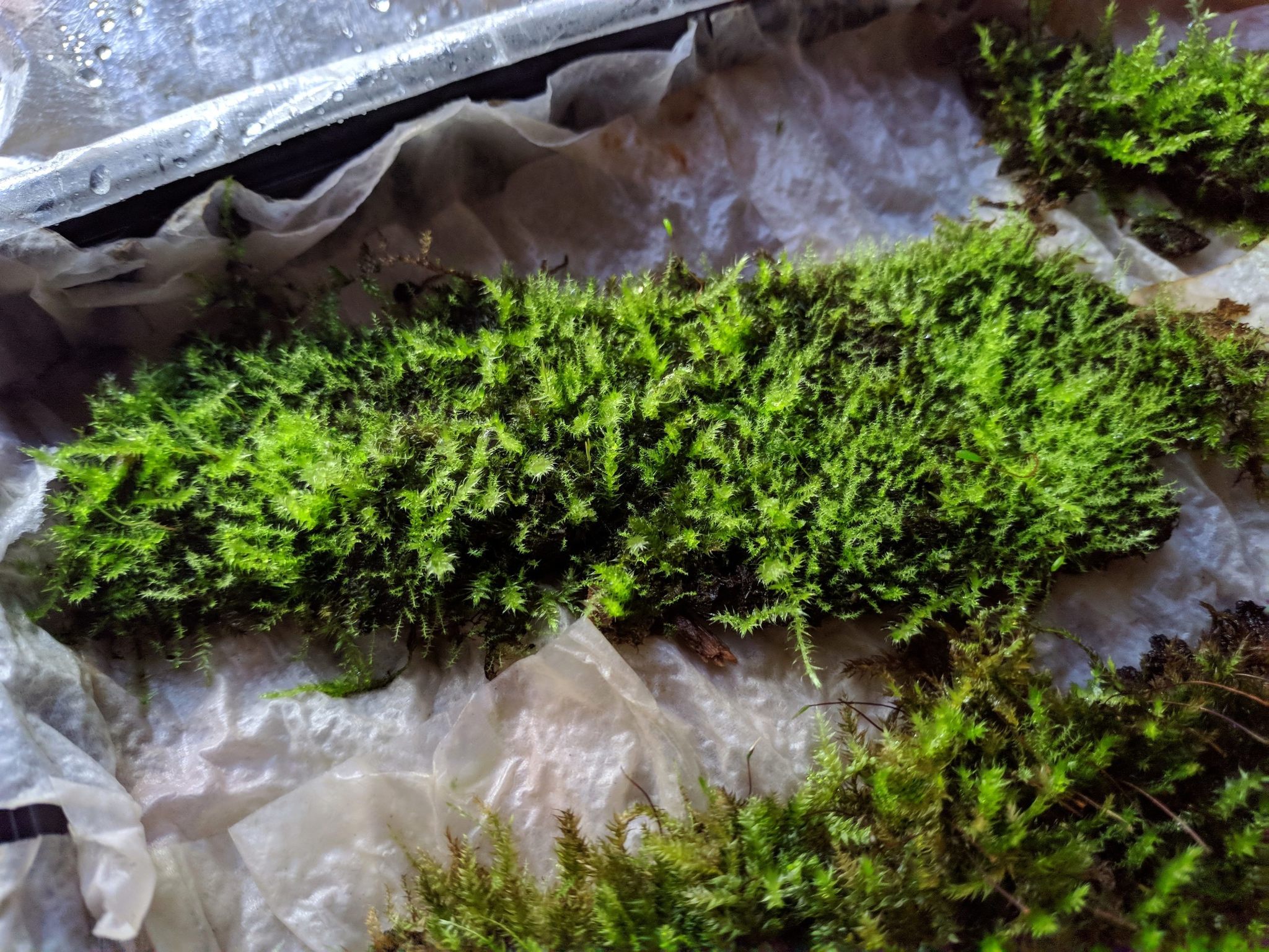 Growing outdoor moss indoors - My, Moss, Unusual, Biology, Live, Greenery, Nature, Botany, Longpost