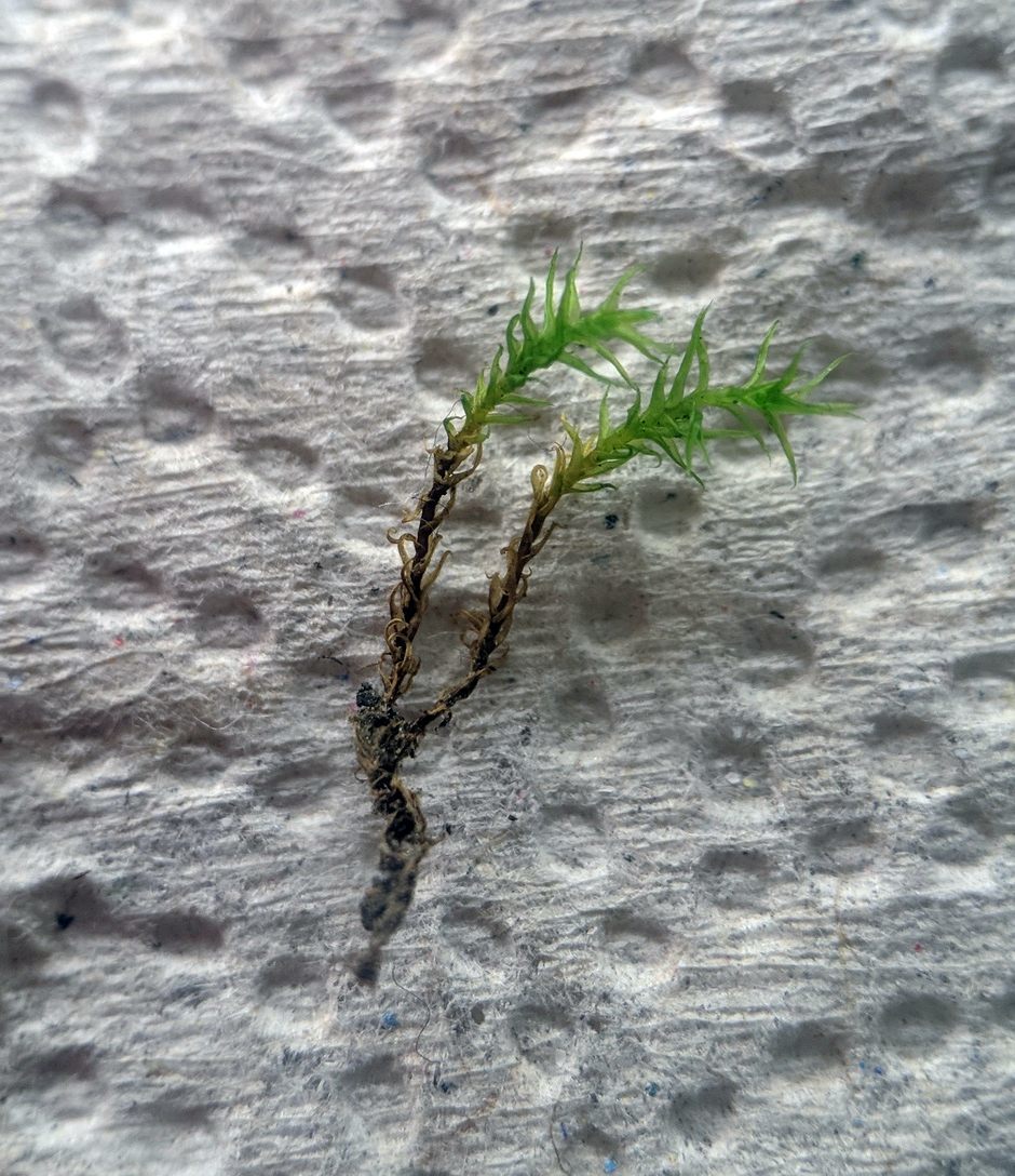 Growing outdoor moss indoors - My, Moss, Unusual, Biology, Live, Greenery, Nature, Botany, Longpost