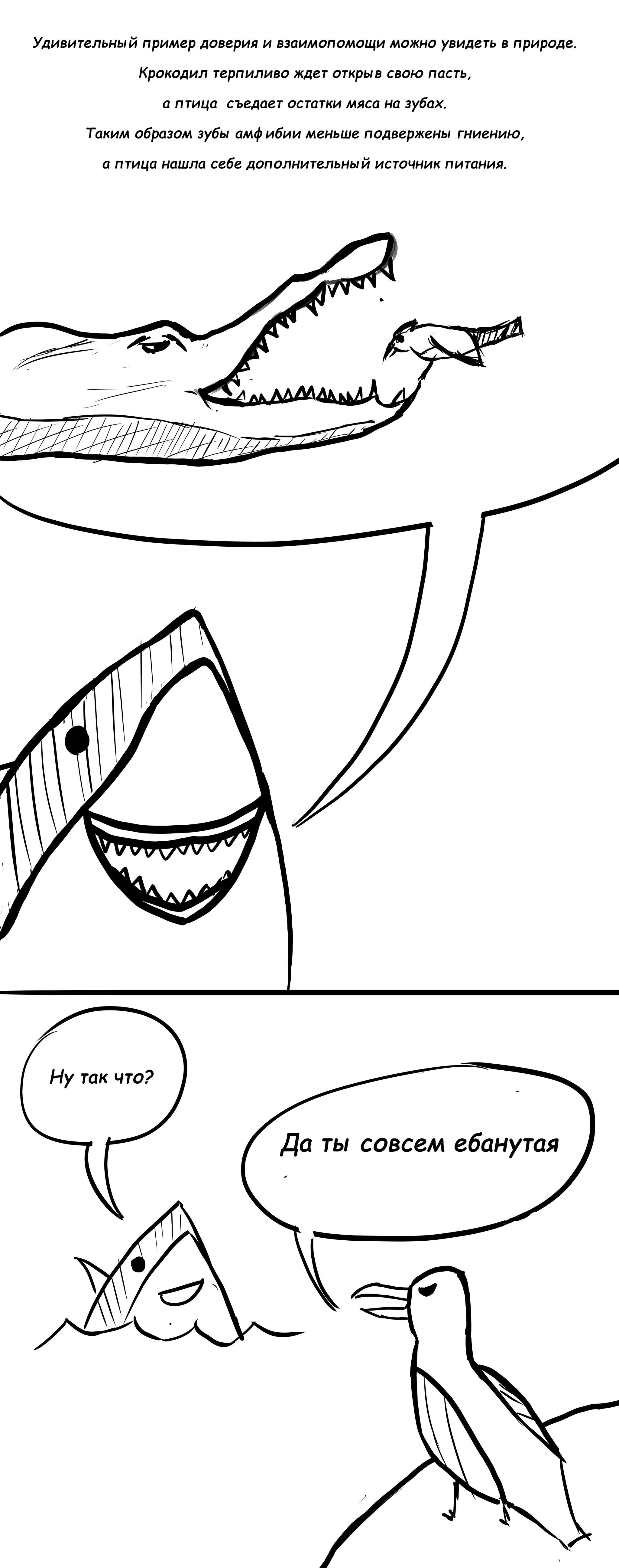 Attempt - My, Comics, Shark, Mat, Longpost, Humor, Seagulls, Crocodiles