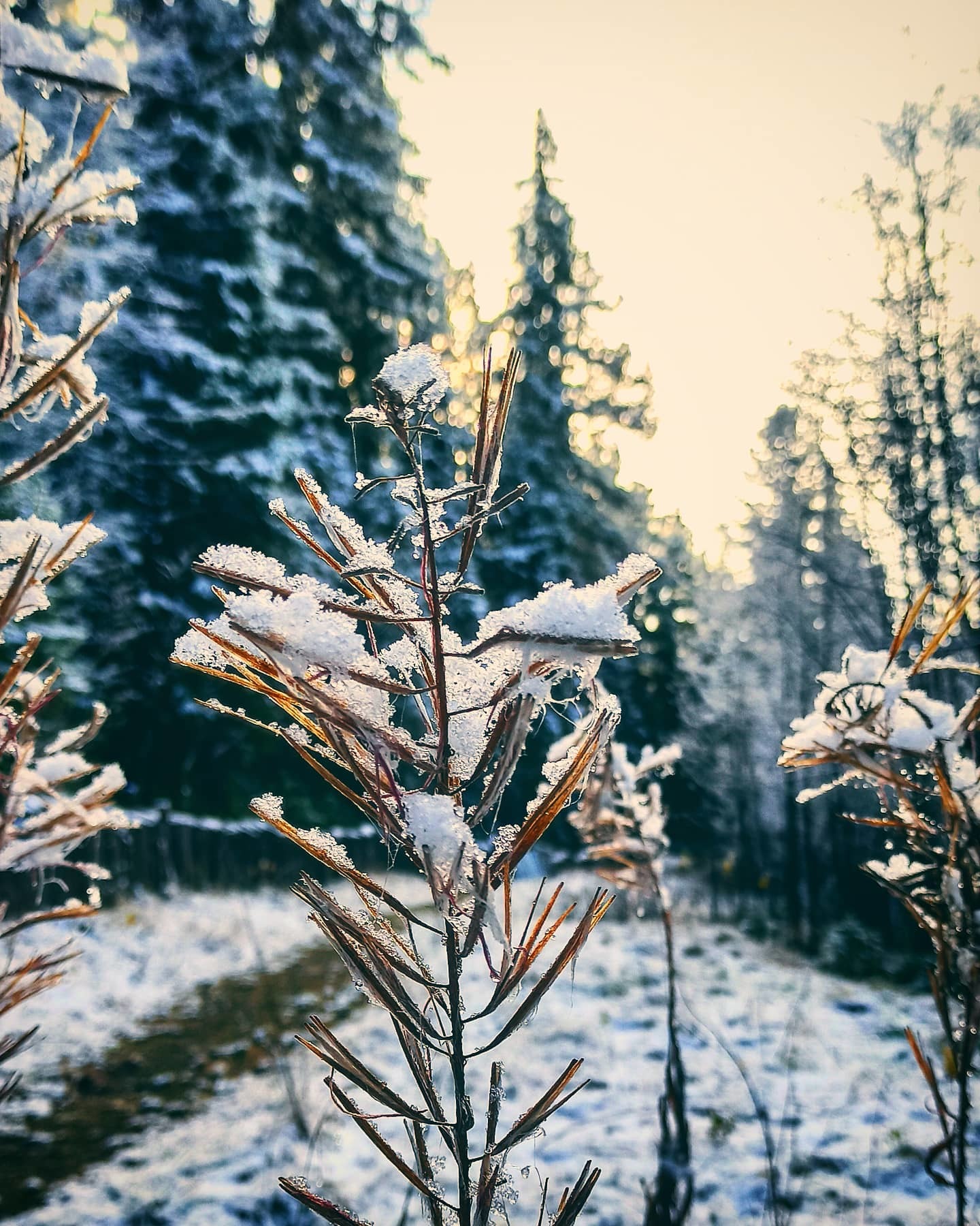 Первоснежная прогулка - Моё, Ханты-Мансийск, Снег, Лес, Природа, Мобильная фотография, Длиннопост, Фотография