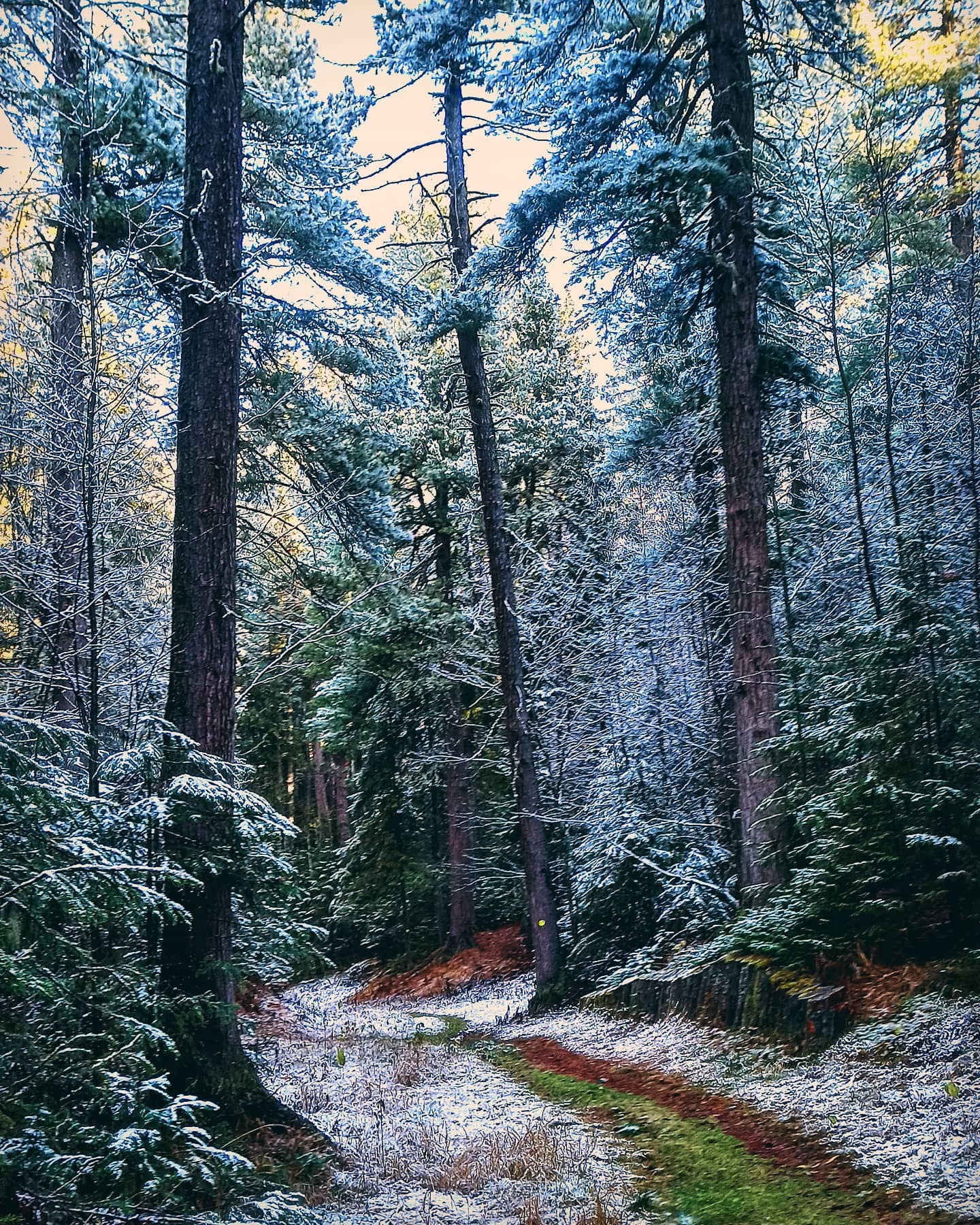 Первоснежная прогулка - Моё, Ханты-Мансийск, Снег, Лес, Природа, Мобильная фотография, Длиннопост, Фотография