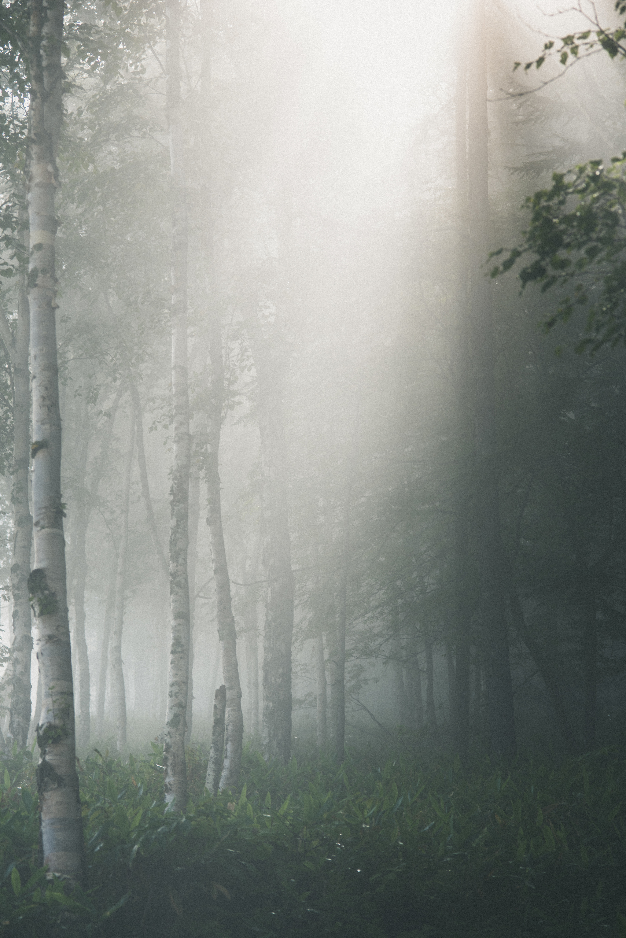 Peace of mind - My, Forest, Fog, Nature, Morning, The sun, Beams, Silence, Atmosphere, Contemplation, Calmness, Yuzhno-Sakhalinsk, Mountain air, Longpost