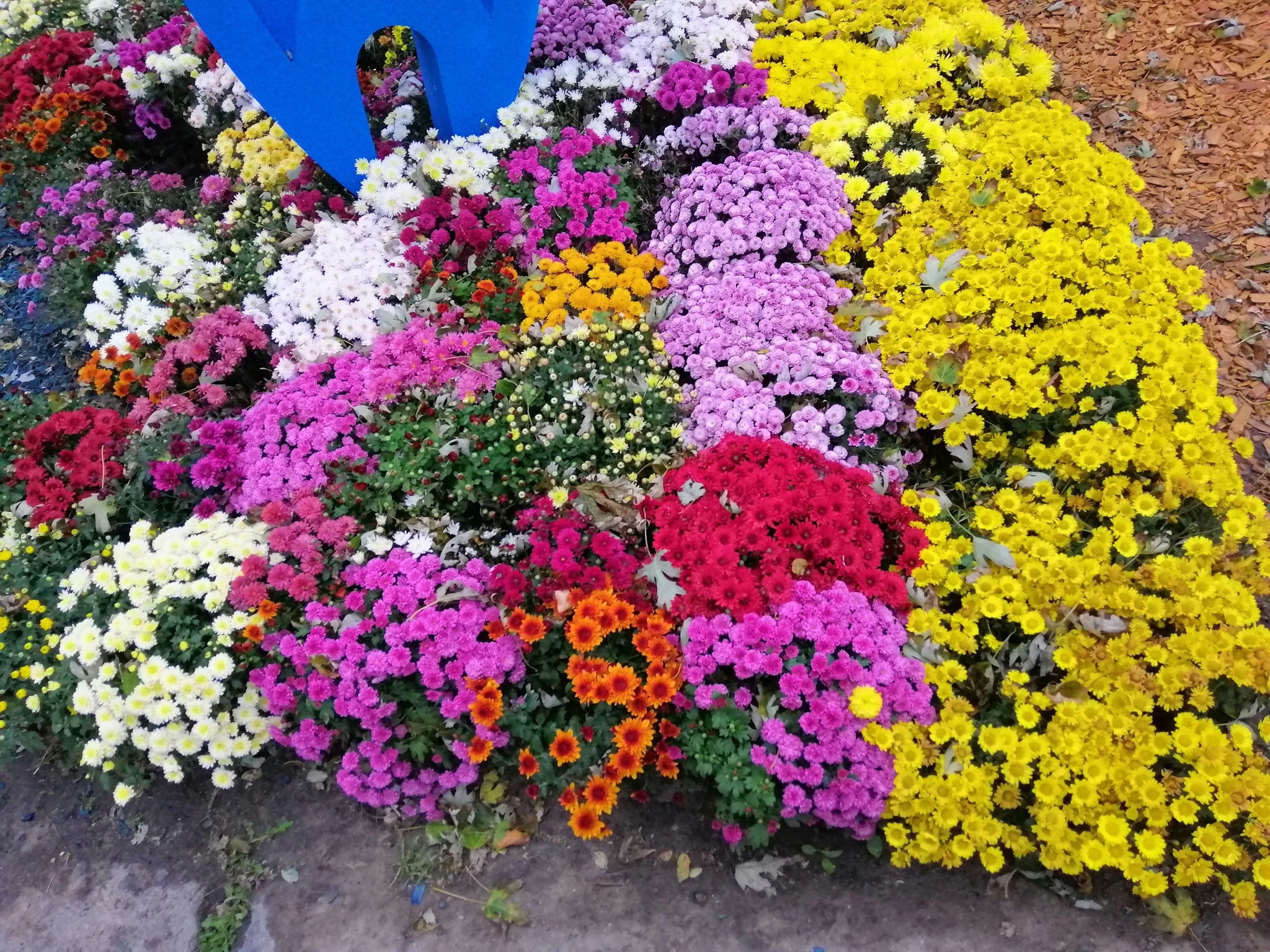 Chrysanthemum exhibition - My, Kiev, Flowers, Chrysanthemums, Autumn, Exhibition, Longpost