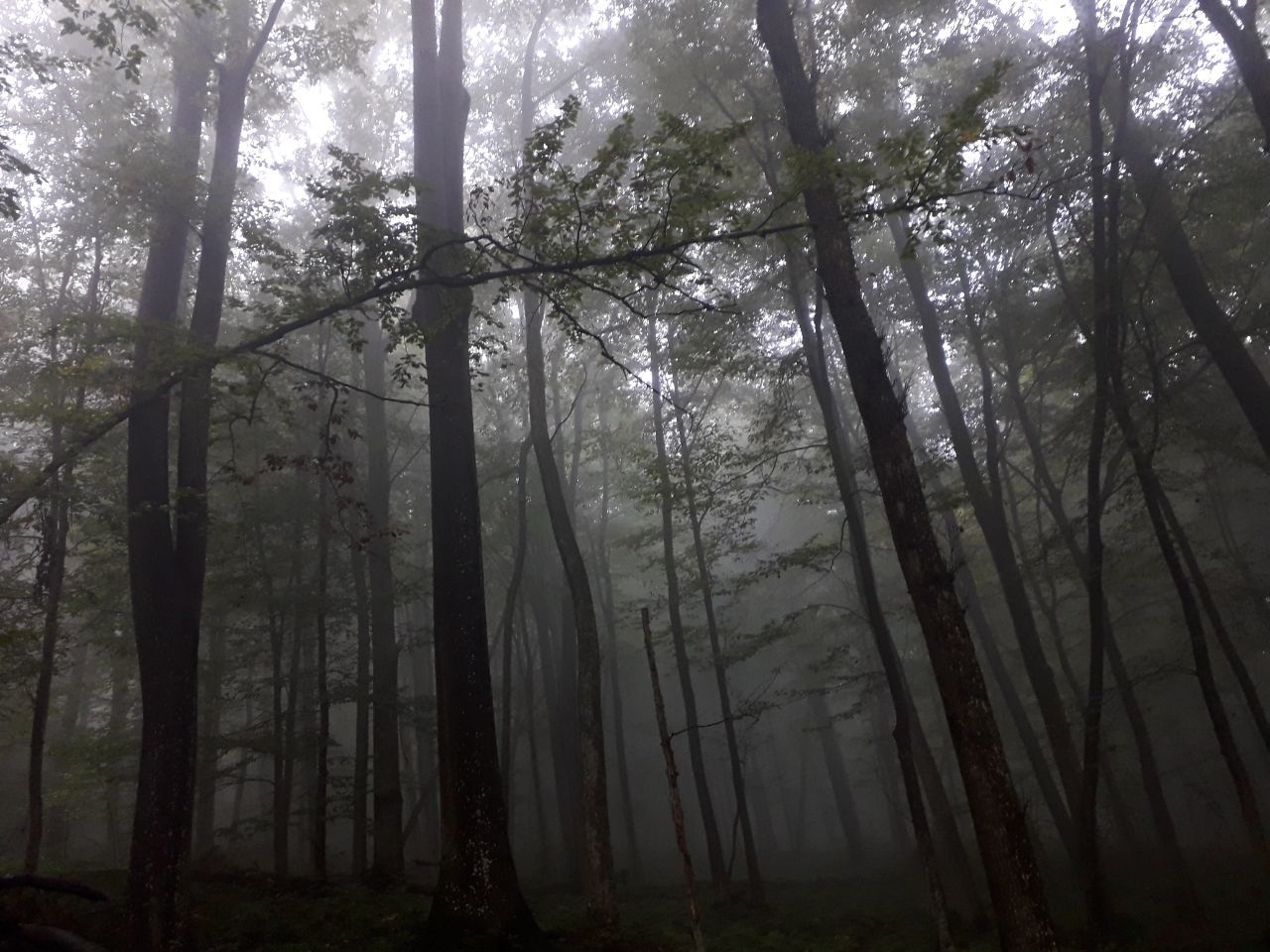 Dark Forest - My, Nature, Forest, Fog, Walk in the woods, The photo, Longpost