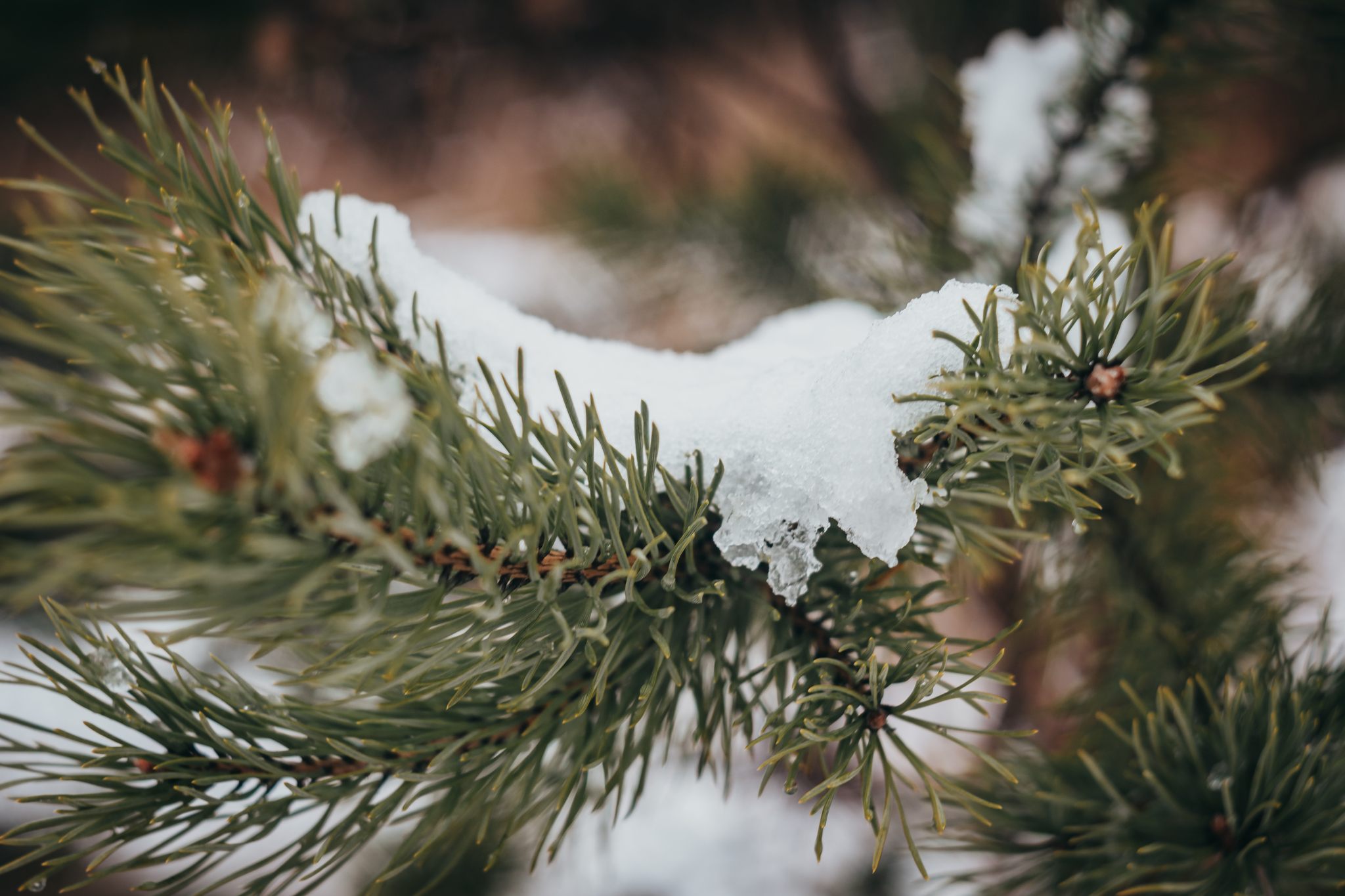 First snow - My, Snow, Ural, Forest, The photo, Nature, Squirrel, Longpost