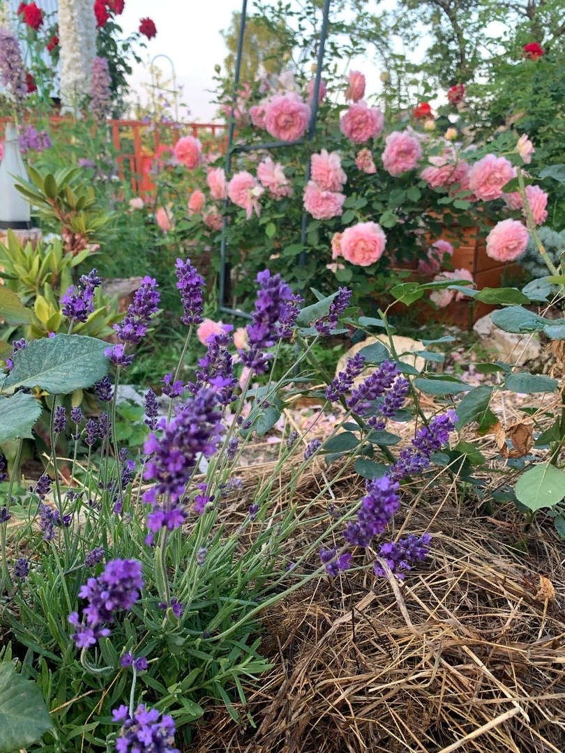 Lavender...mountain lavender... - My, Lavender, Gardening, Floriculture, Flowers