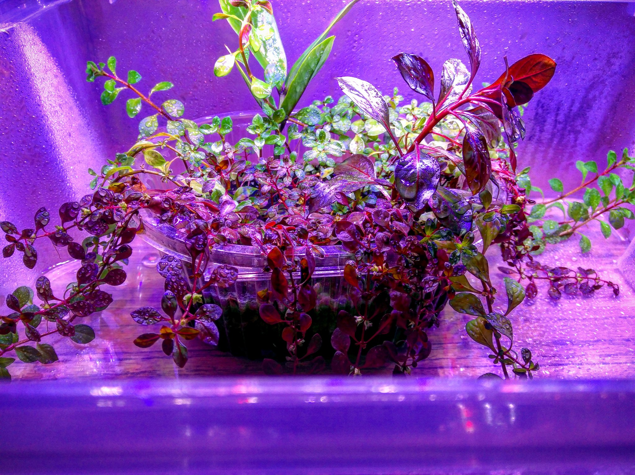 Greenhouse - My, Aquarium, Aquarium, Longpost