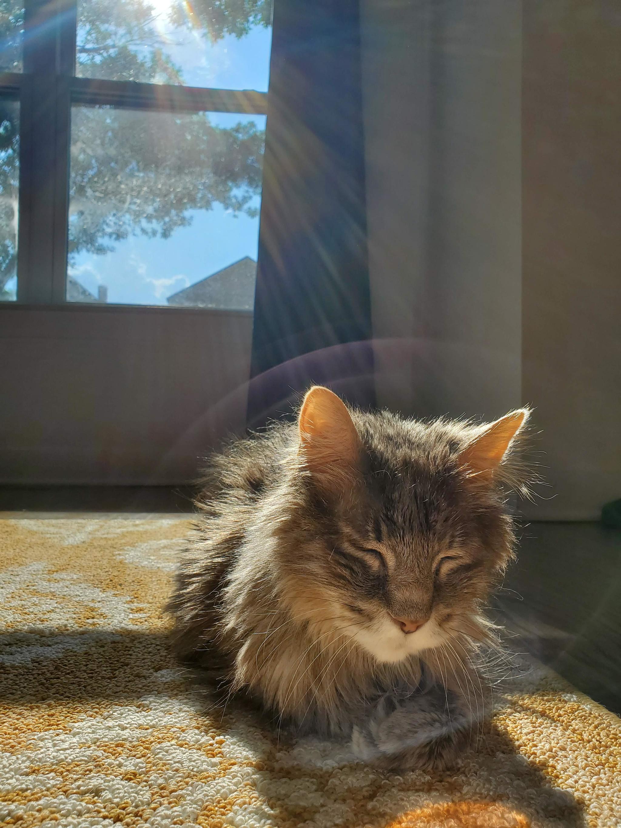 The effect found in the photo makes you wonder if this is a holy cat? - cat, The sun, Nimbus, Dream, Milota, From the network