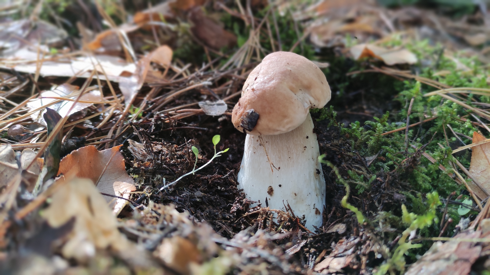 Forest walk - My, Mushrooms, Nature, cat, Porcini, Longpost