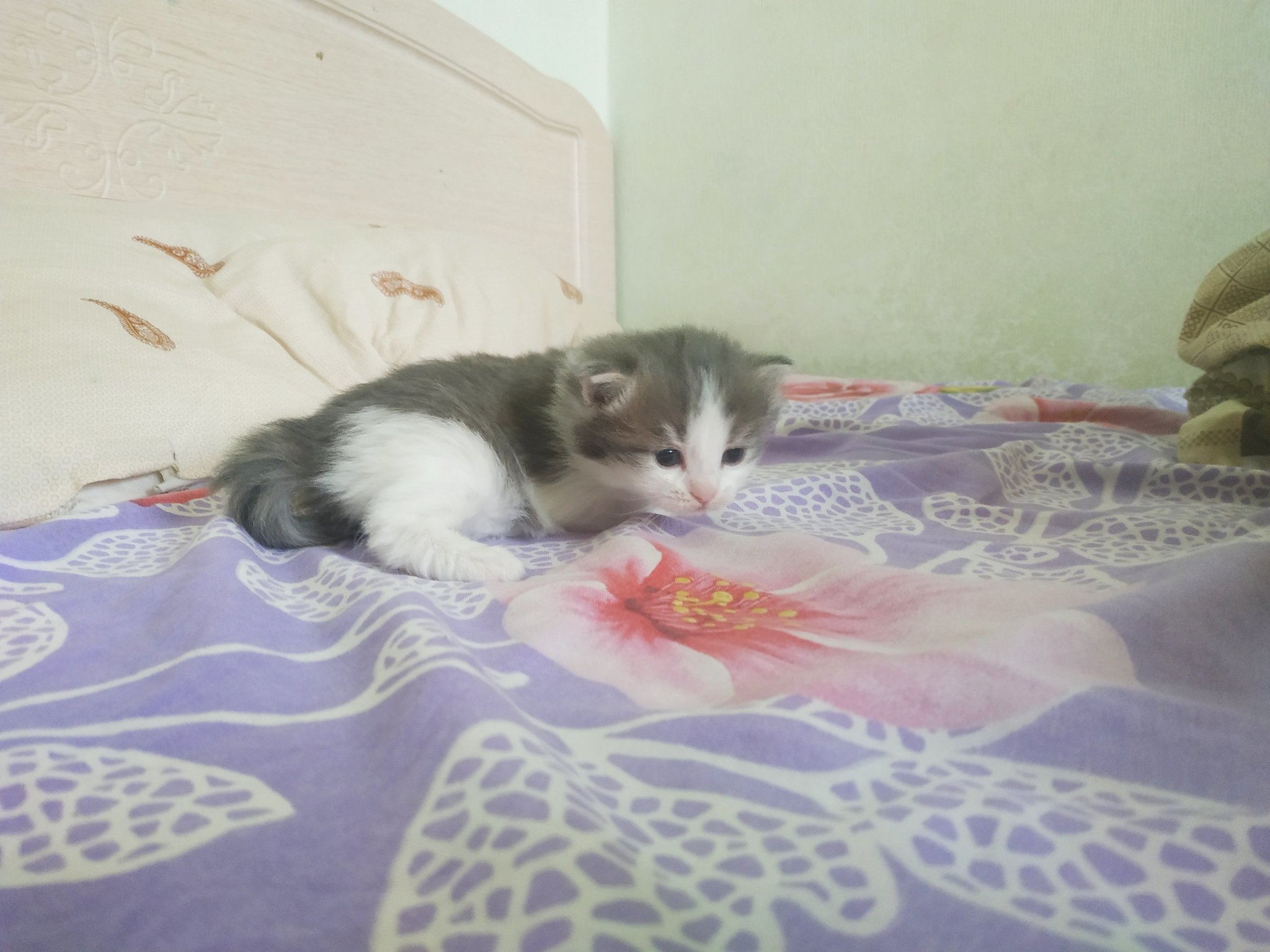 I'll give away 3 cute hairballs - My, I will give, Urgently, In good hands, Kittens, Best friend, Family, No rating, Dog, Yakutsk, Longpost, cat