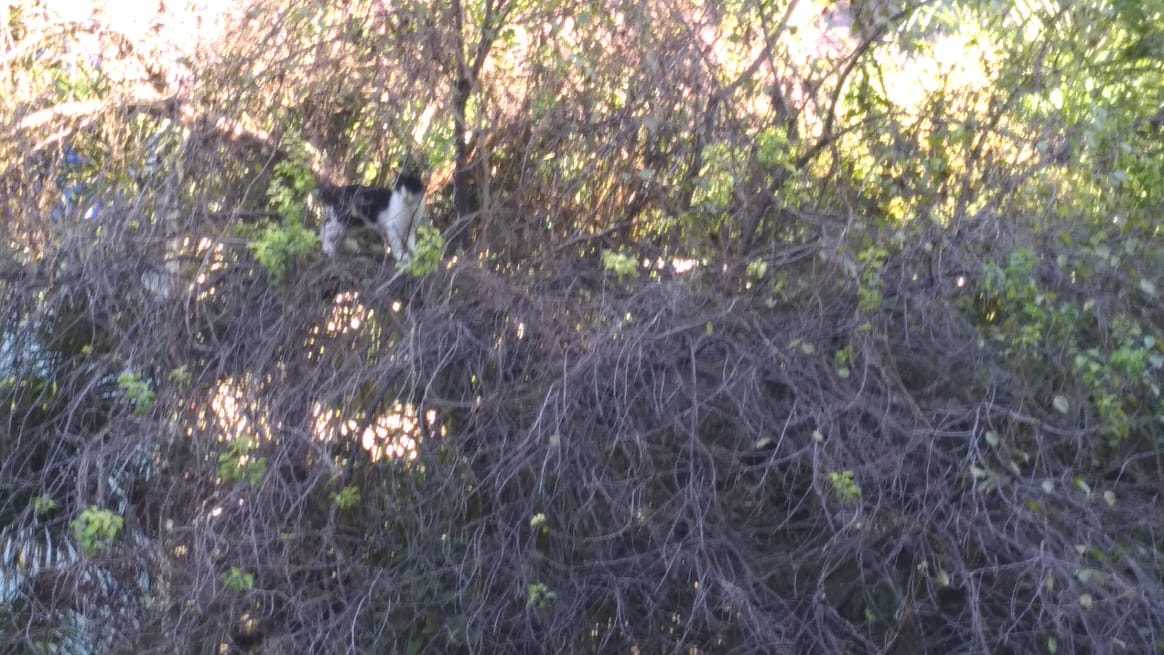 Poultry replacement - My, cat, Tree, Autumn