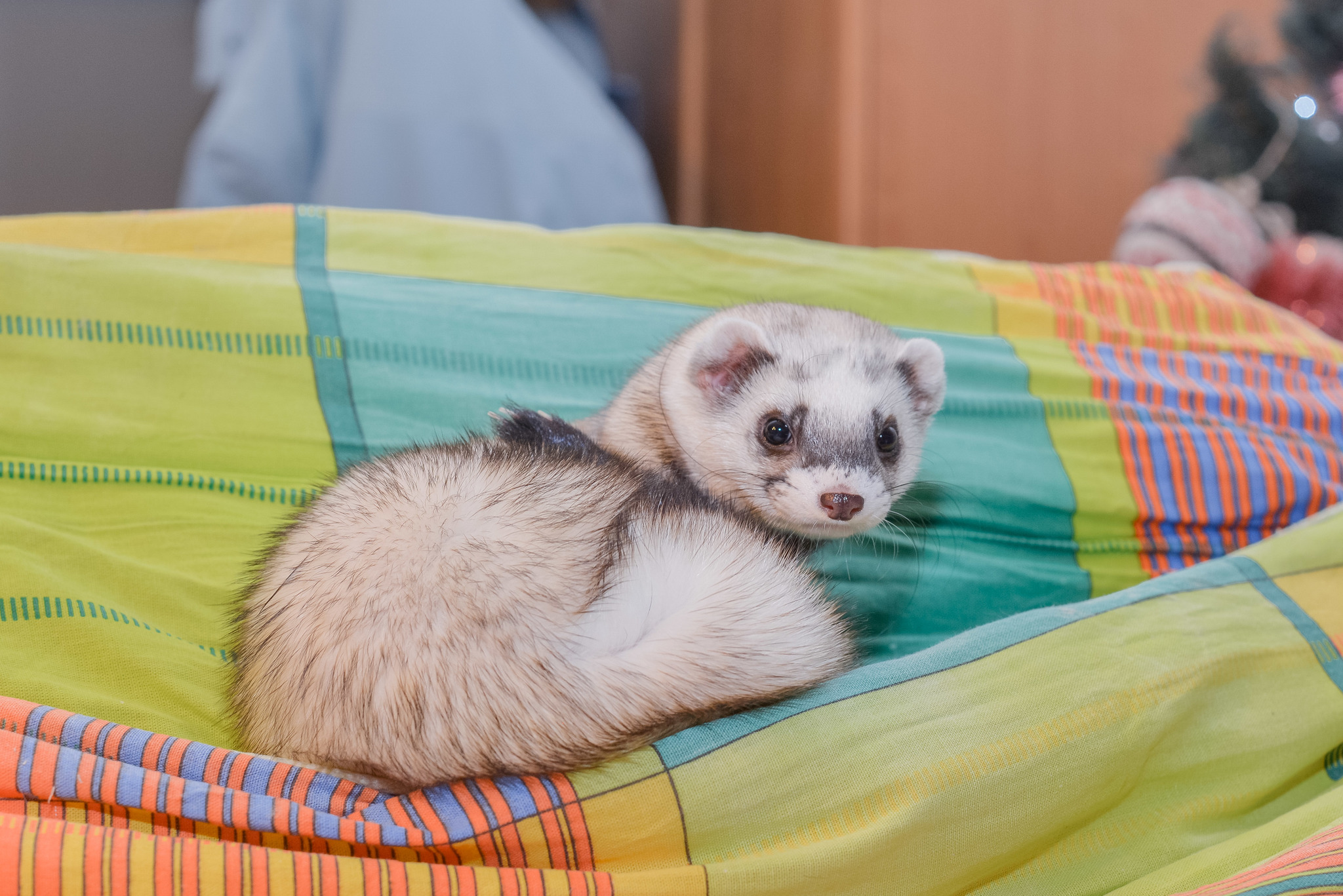 Basilisk - steppe ferret - My, Ferret, Interesting, Animals