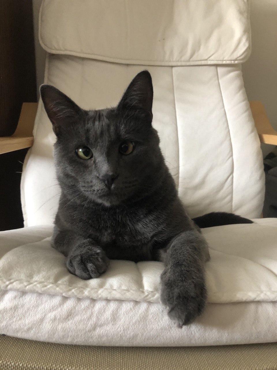 Gray cat Marsik is looking for a home. Moscow - In good hands, Moscow, cat, Russian blue, No rating, Help, Longpost