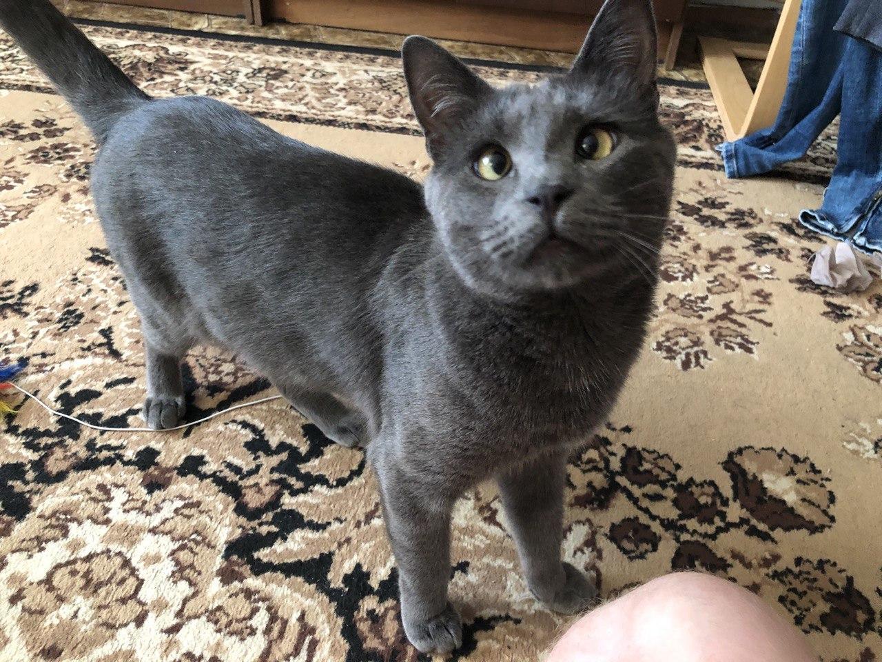 Gray cat Marsik is looking for a home. Moscow - In good hands, Moscow, cat, Russian blue, No rating, Help, Longpost