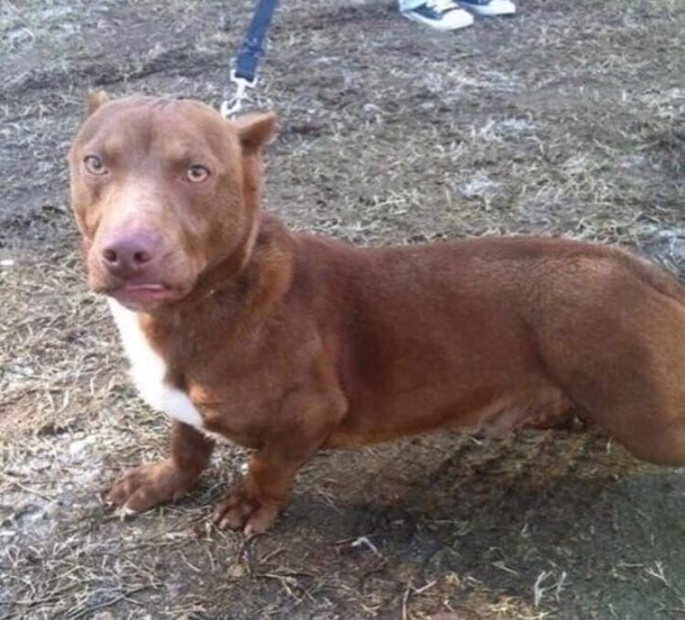 Breeders decided to cross Pitbull and Dachshund dogs - Pitbull, Dachshund, Dog, Mestizo, Hybrid, Longpost