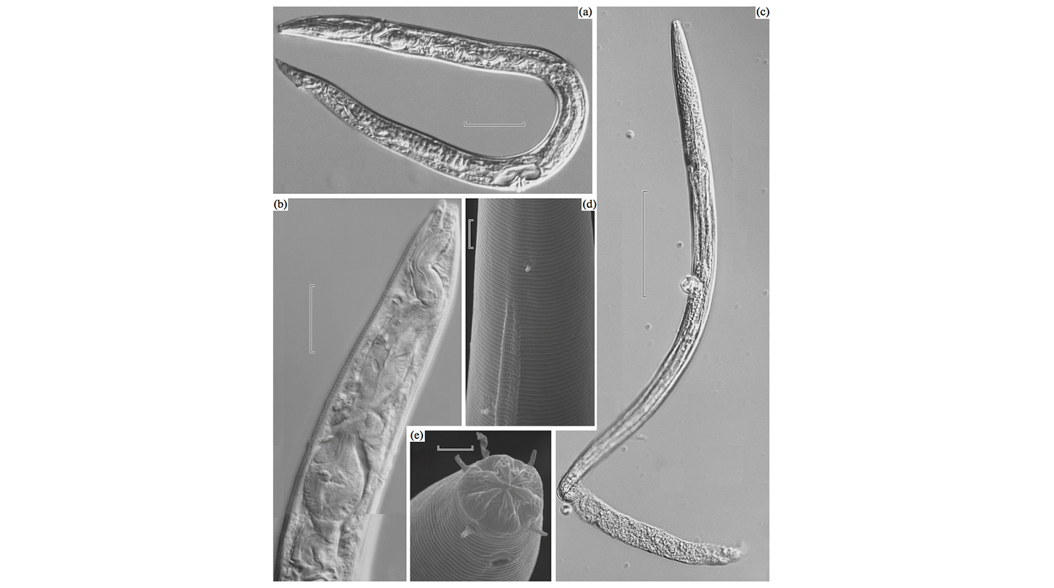 Worms - The science, Arctic, Permafrost, Something, Worm