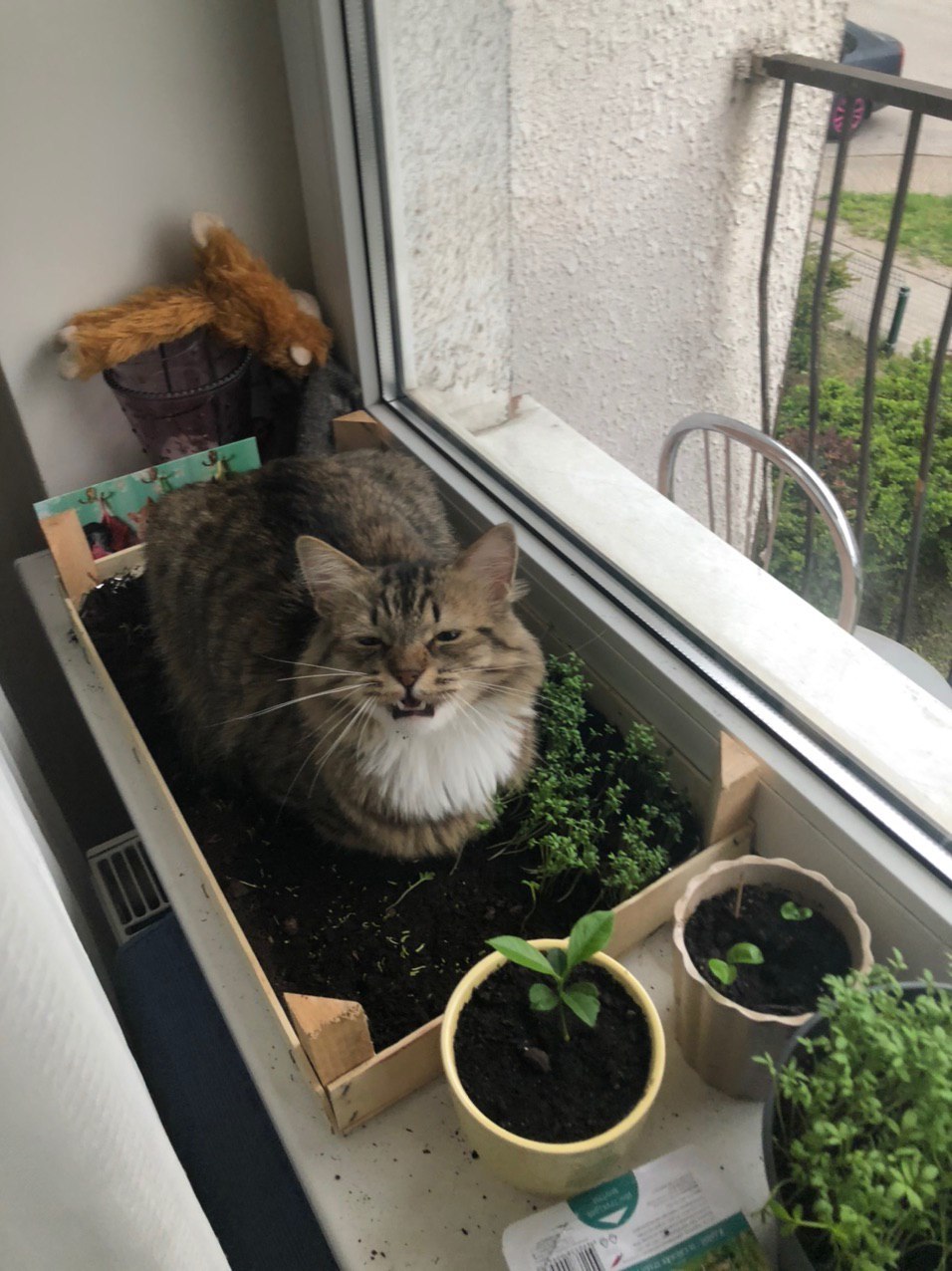 Hatch seedlings - cat, Siberian cat