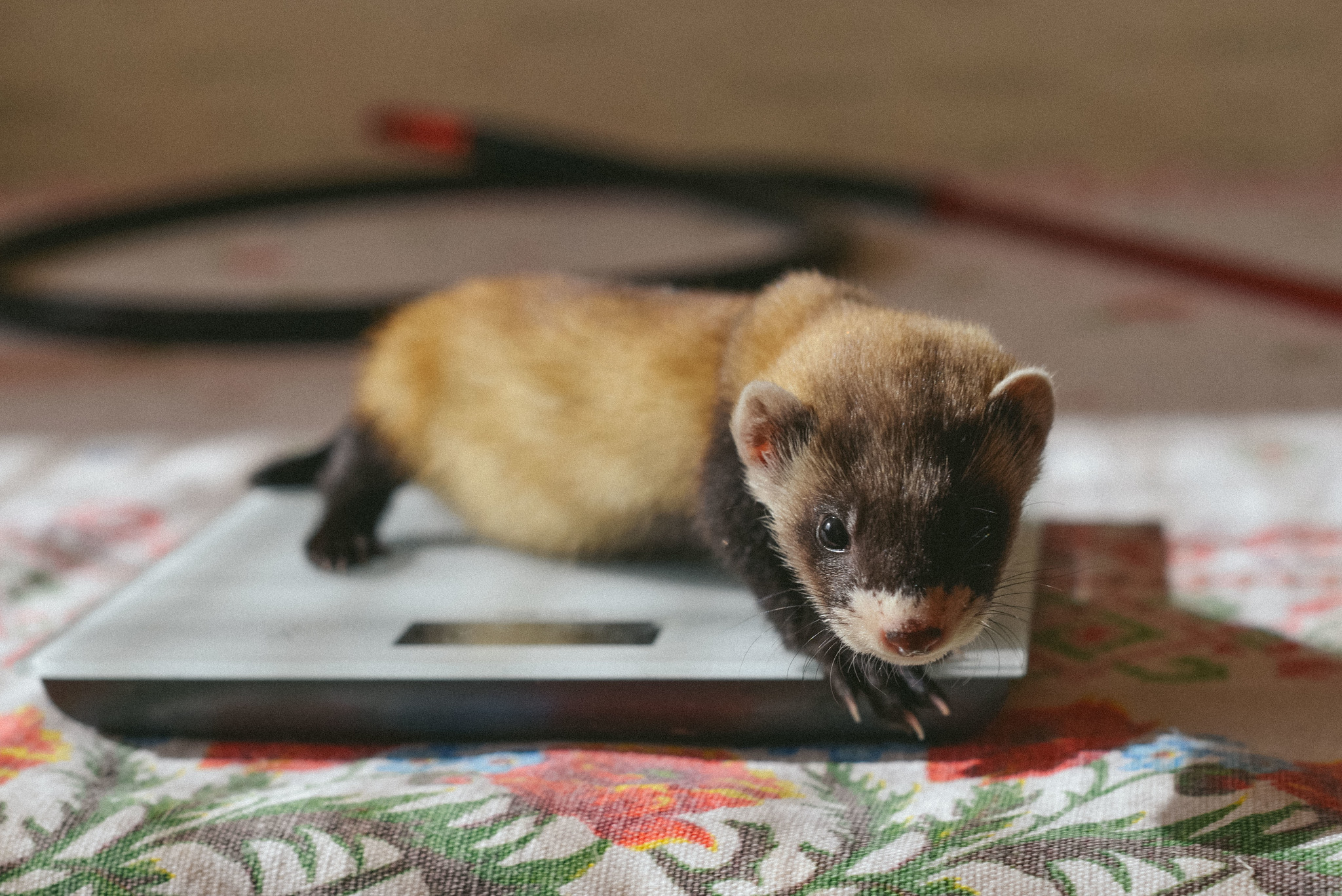 Steppe ferret in the apartment - My, Ferret, Animals, Krasnoyarsk, Longpost