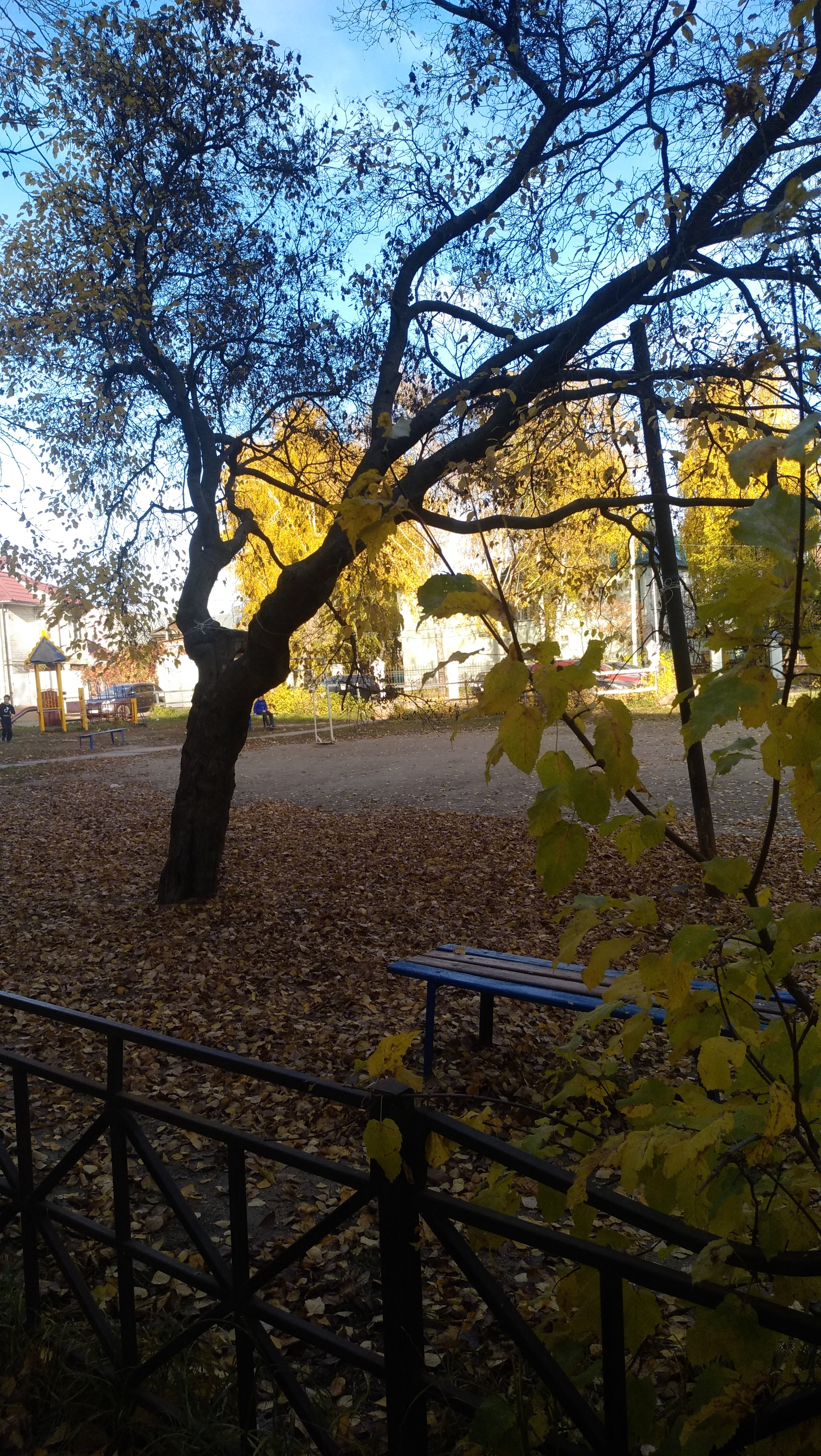 Autumn in the yard. Kazan - My, Autumn, Flora, Meizu, Longpost