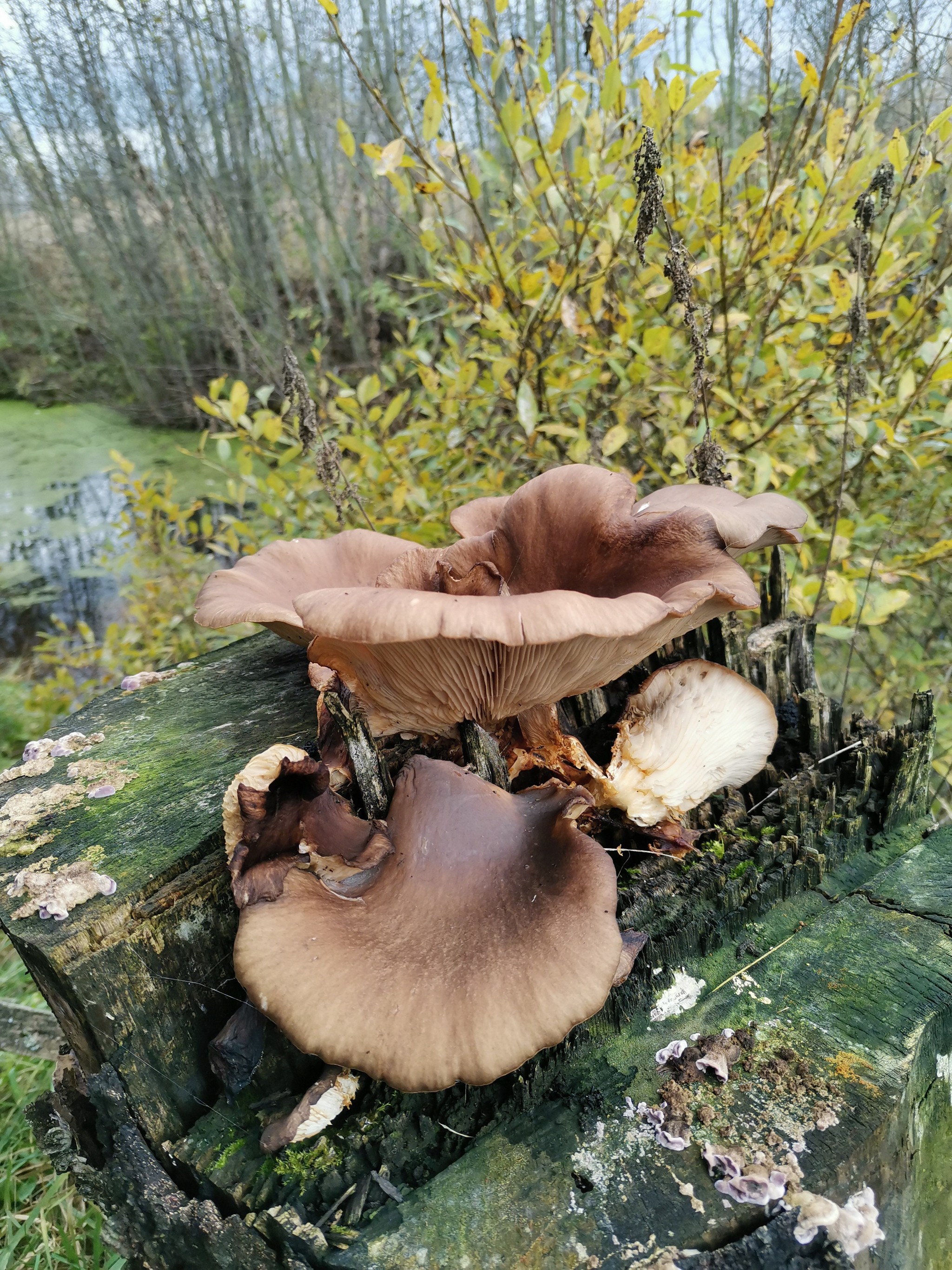 What kind of mushrooms? - My, Mushrooms, Question, Longpost