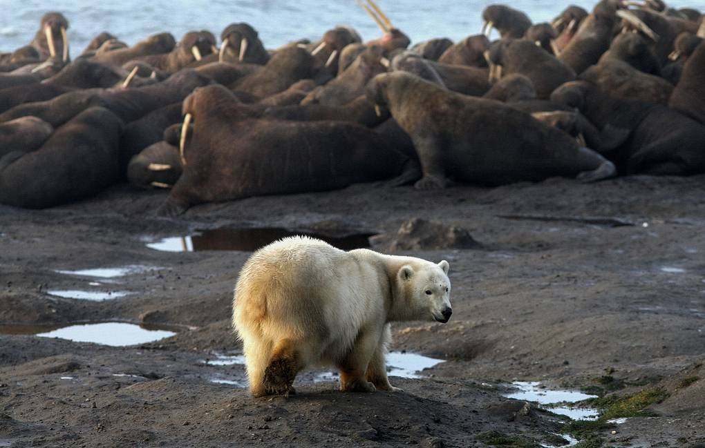 By the sea, by the blue sea... - The Bears, Polar bear, Predator, Wild animals, Global warming, Fight for survival, Arctic, Oddities, Longpost