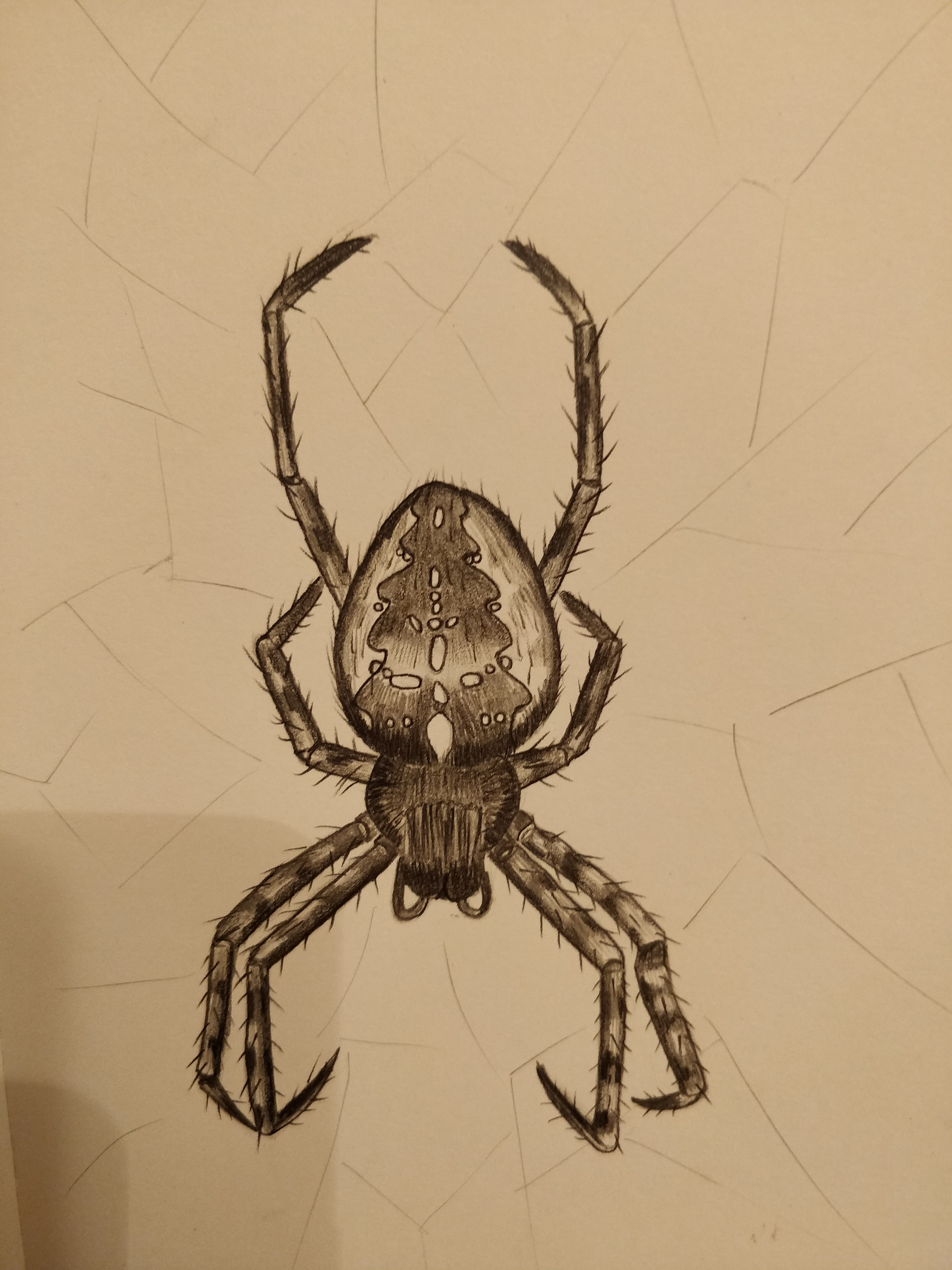 My insects. Episode 3 - My, Pencil drawing, Spider