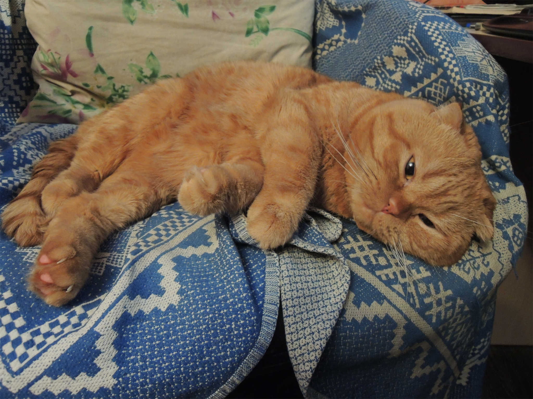 Red is vigilant - My, The photo, cat, Redheads