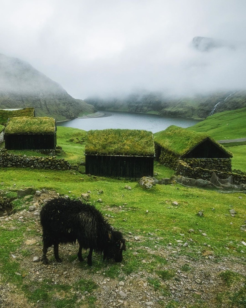 The beauty of the Faroe Islands - Faroe islands, Seasons, Nature, Snow, Grass, Goat, beauty of nature, The photo, Longpost